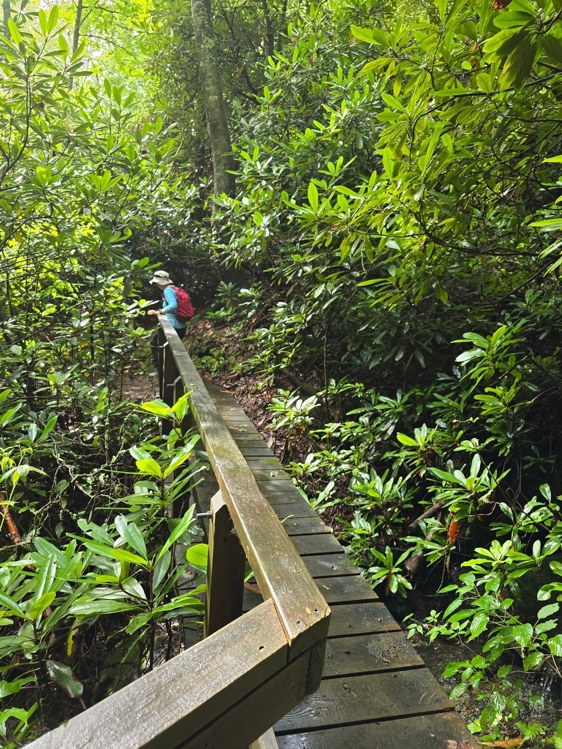 This section of the Bartram Trail also had numerous very nice wooden bridges, but they were quite slippery this morning.  Photo by Jane Voss