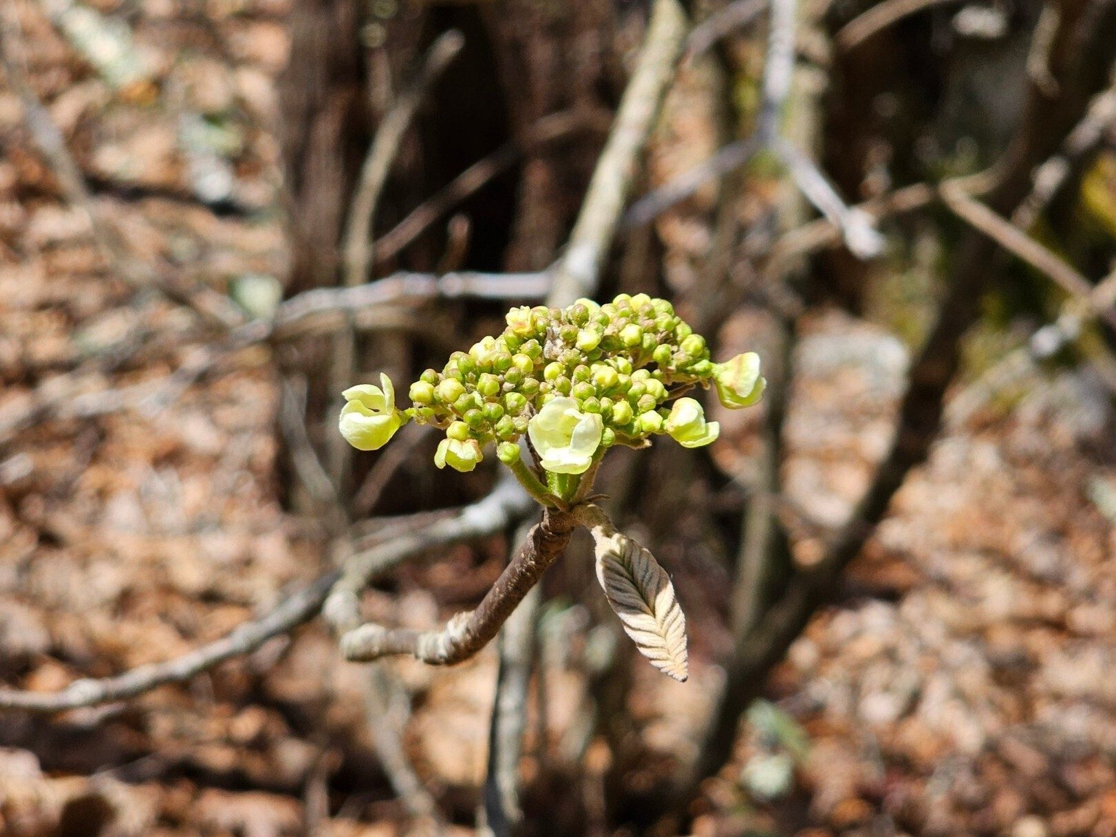 Could this be Hobblebush that Beth Hawkins spotted at Wine Spring Gap?