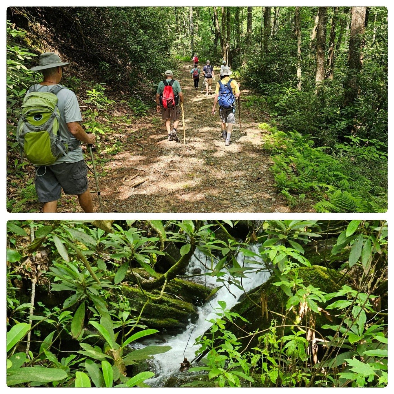 The east leg of the loop is along gravel FS Rd 2 with high cover and occasional flowing water sounds from Falls Branch.