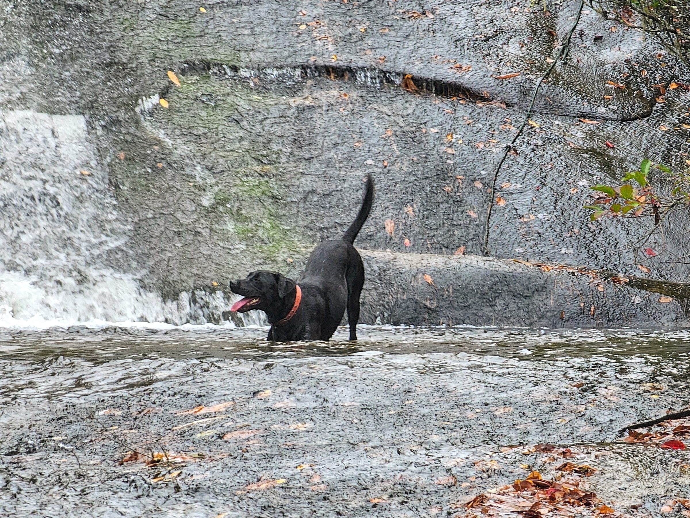 Toby delighted in the numerous water features like this pool at the bottom of Granny Burrell Falls.