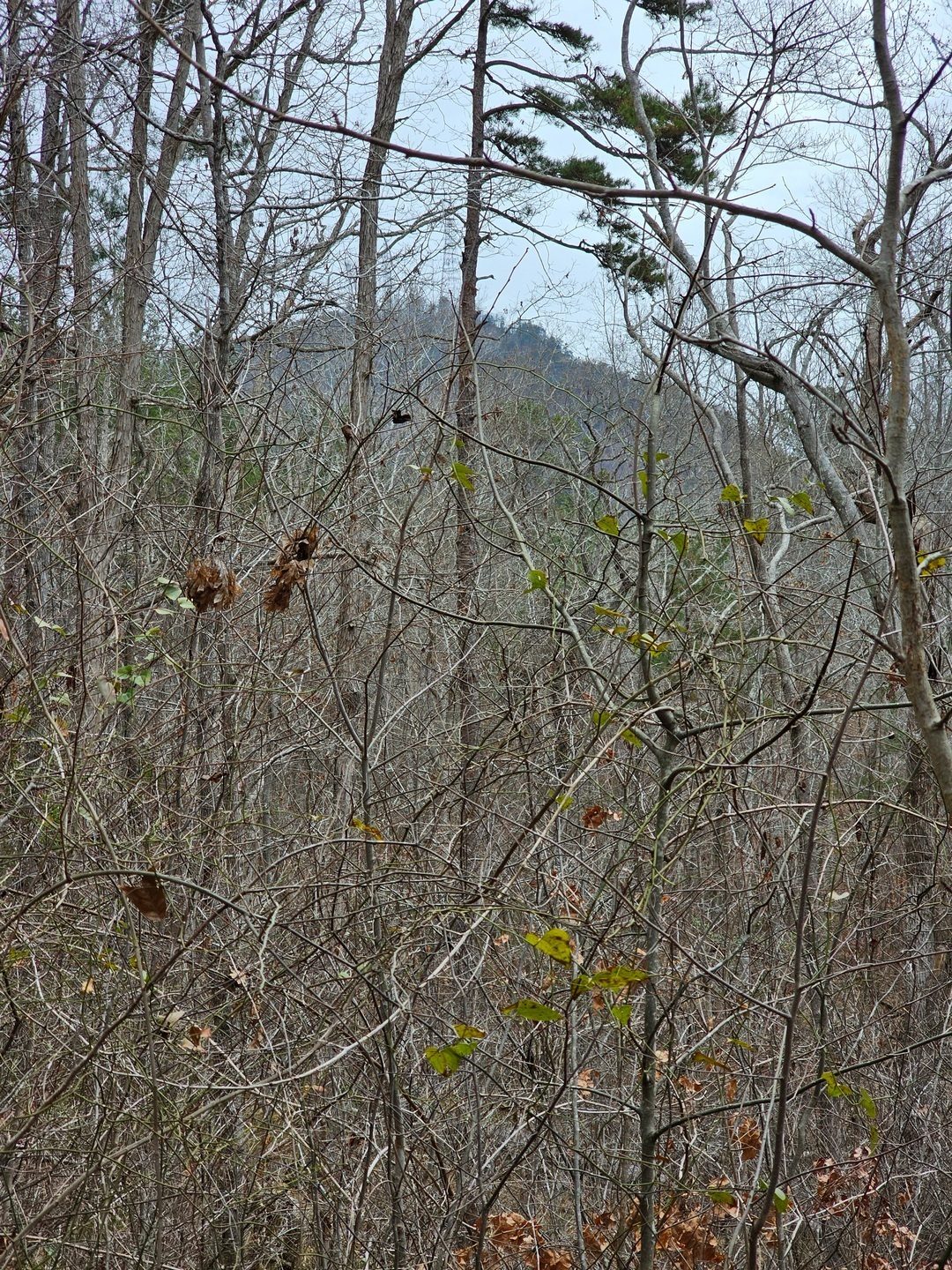 One of several peaks through the brush at Currahee Mtn.