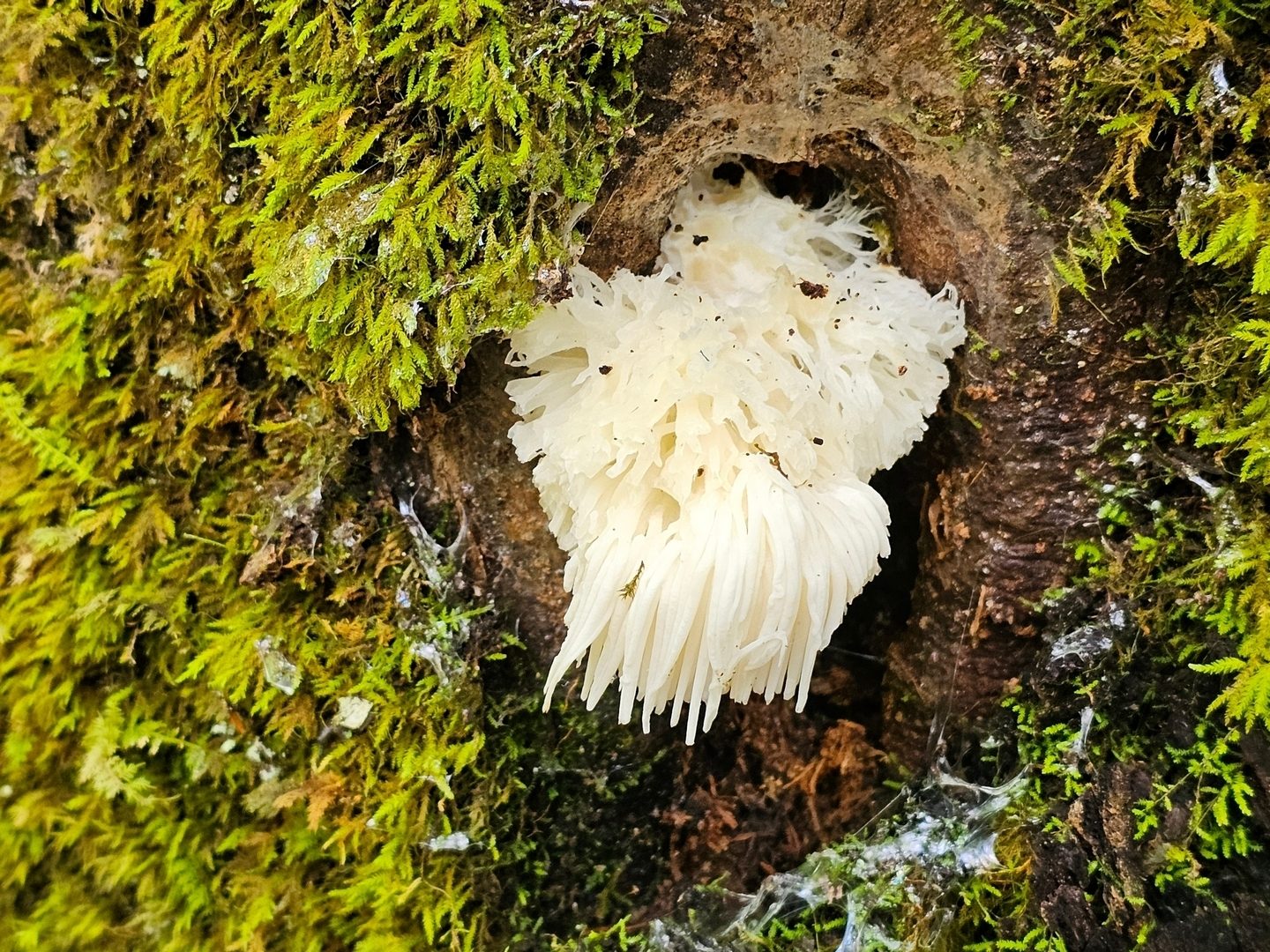 However, this Lion's Mane mushroom spotted by Heather is the "Fungus of the Day."