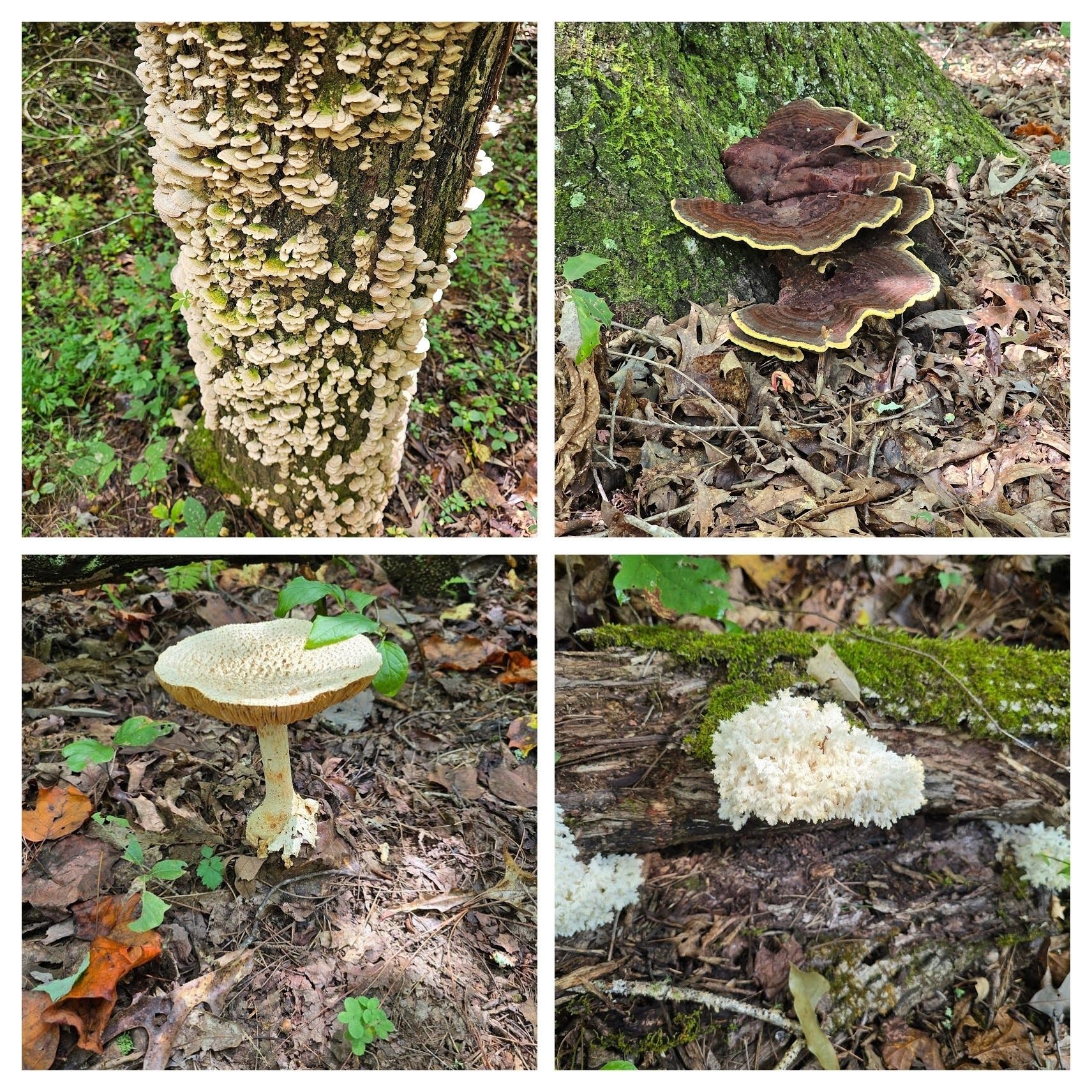 A sampling of fungi seen today. Bottom pics by Jane Voss.