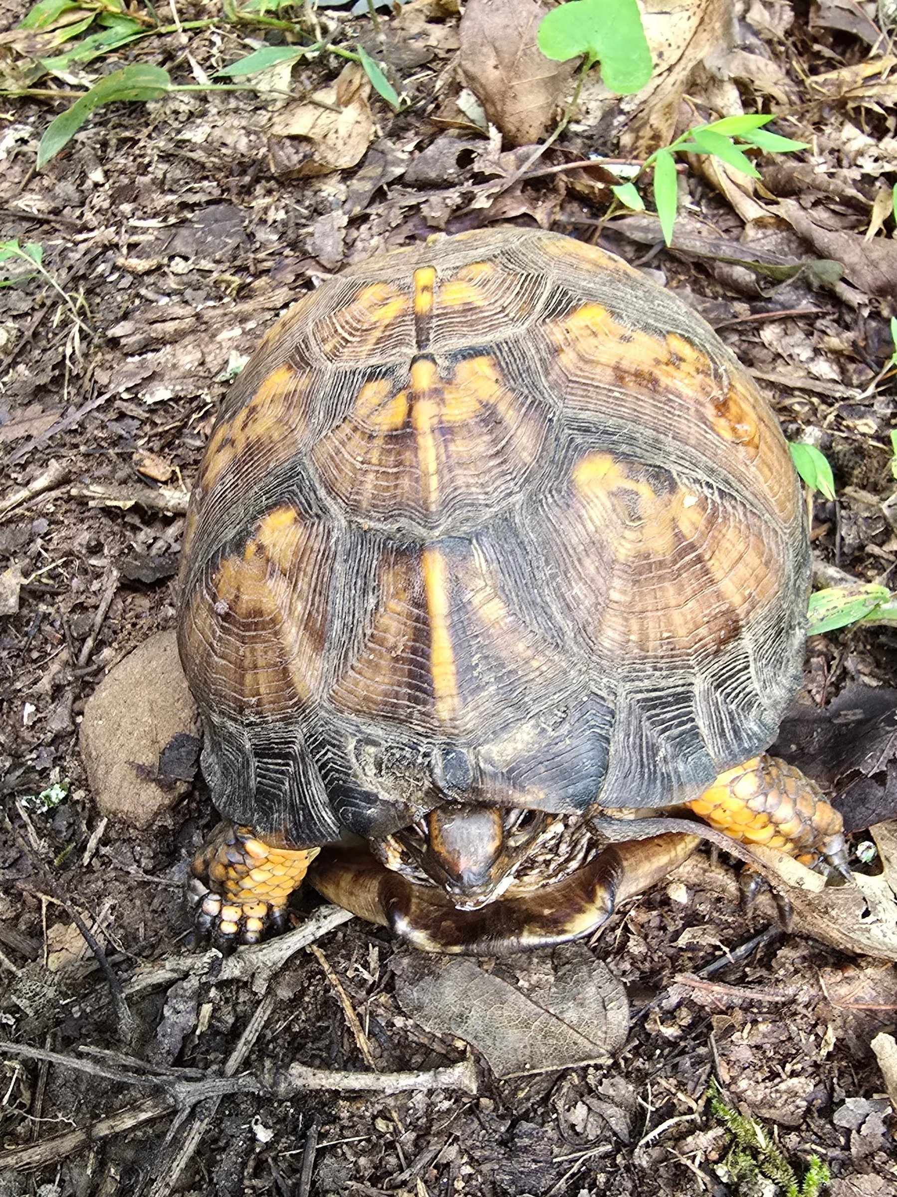 We passed this slightly slower hiker (Eastern Box Turtle) on our way around this peninsula.  Photo by Jane Voss