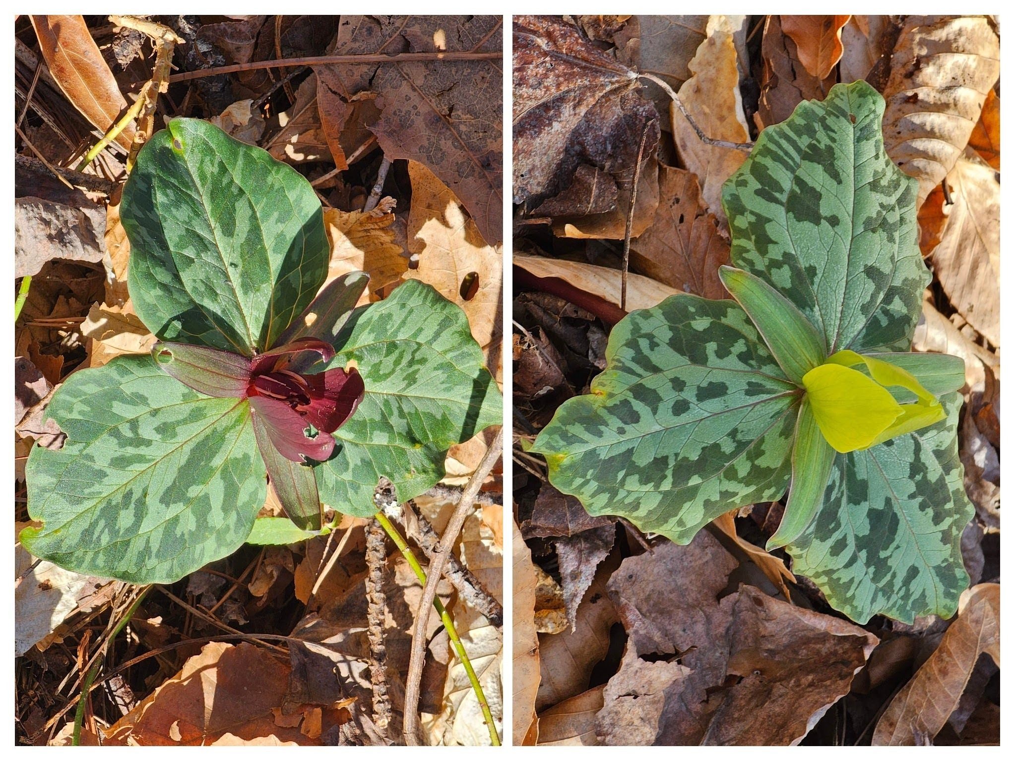 Some of the first, Little Sweet Betsy Trillium we saw on our way out to the falls.