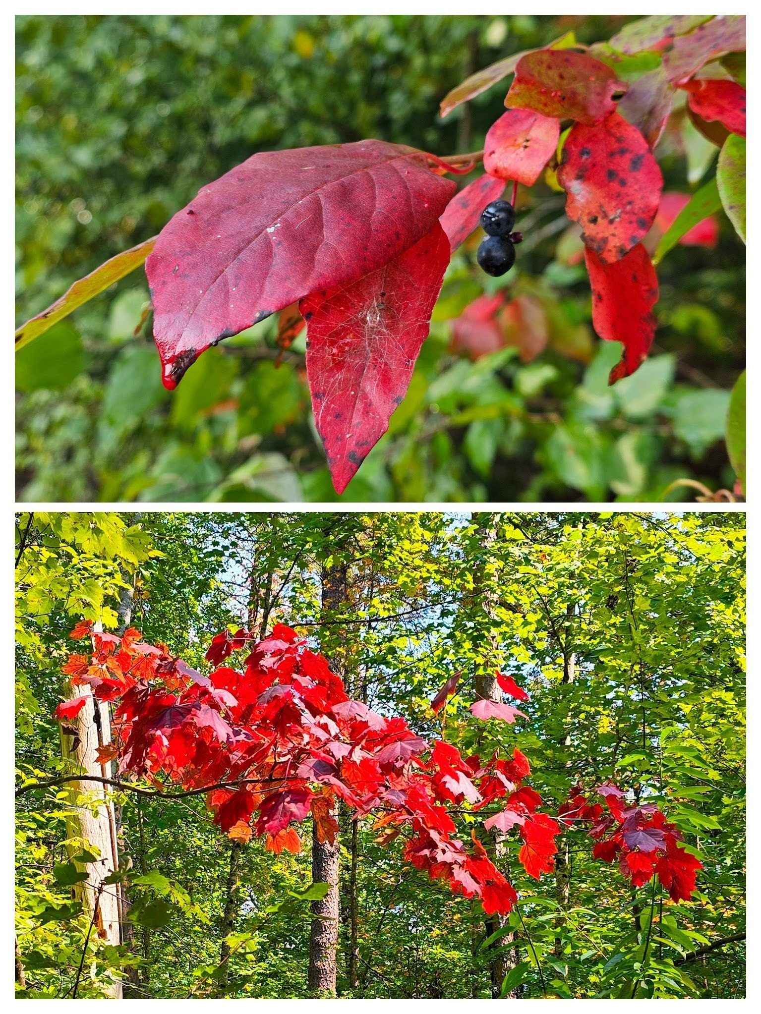 Some early signs of fall with the leaves of Black Tupelo (top) and Red Maple (bottom by Jane Voss).