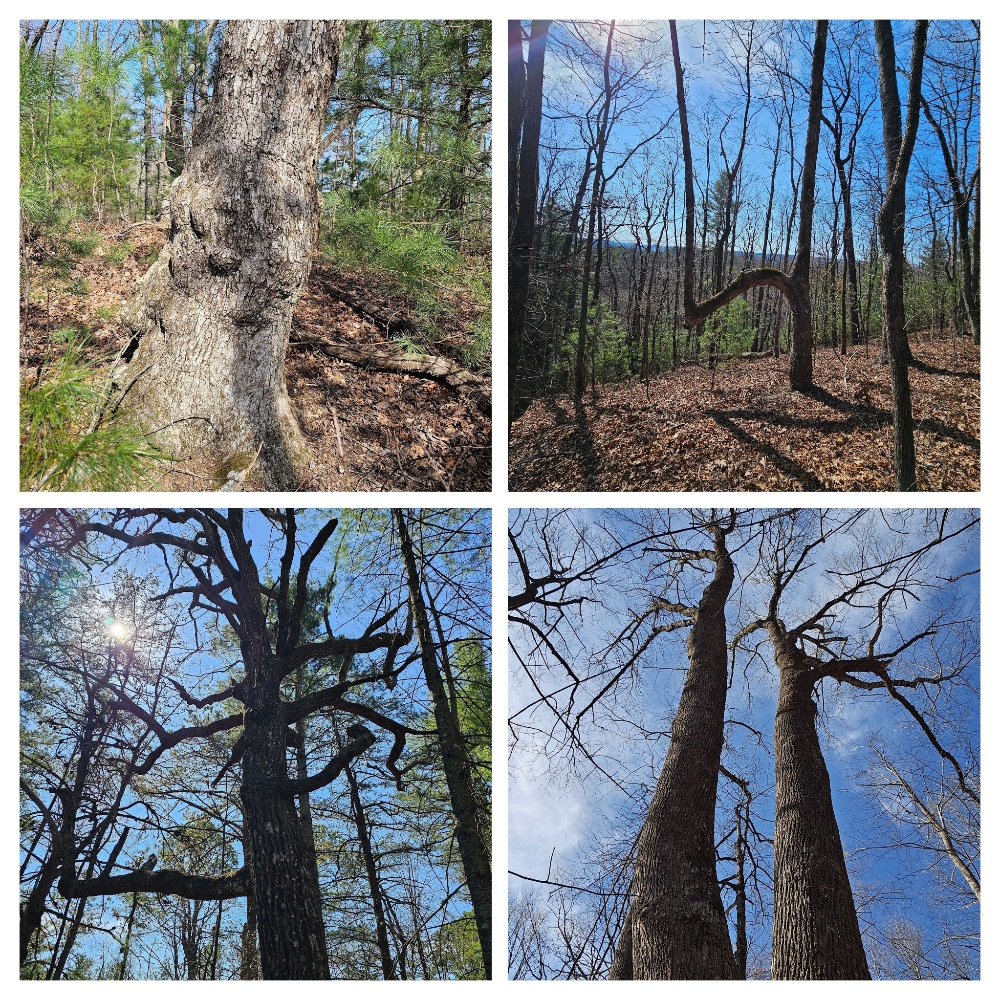 it was a day of interesting tree structures.