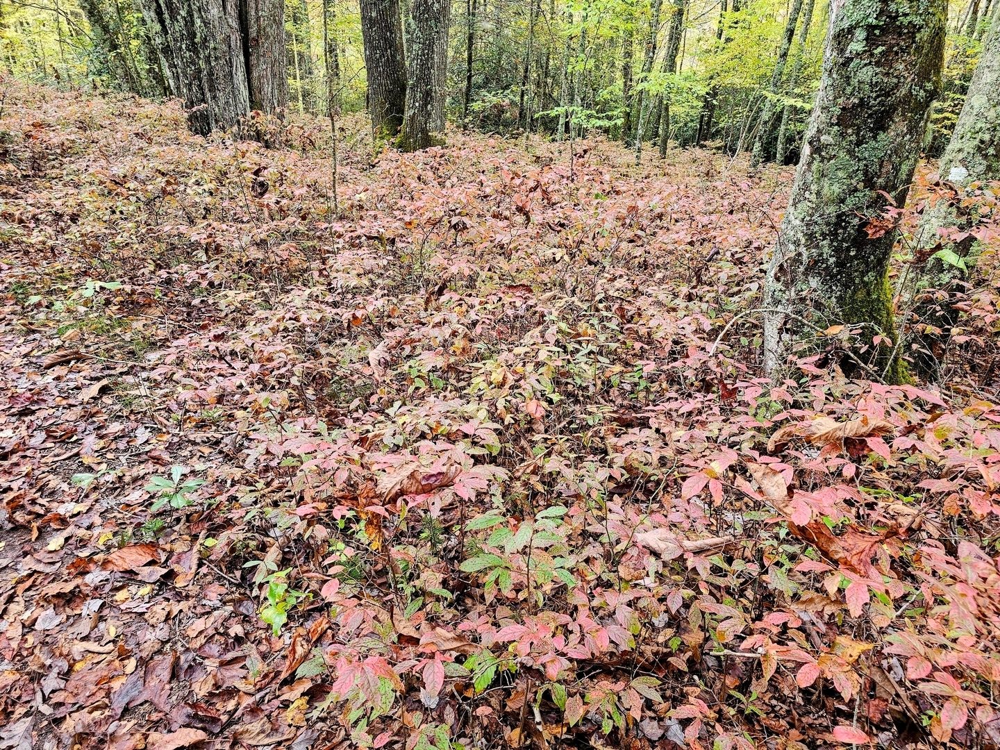 The pinkish-red color of these Low-bush blueberries was a common sight.
