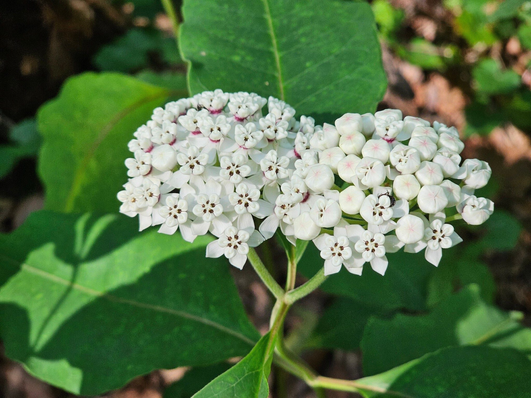 We passed by a clump of Redring milkweed with brilliant white blooms.  No butterflies, however.