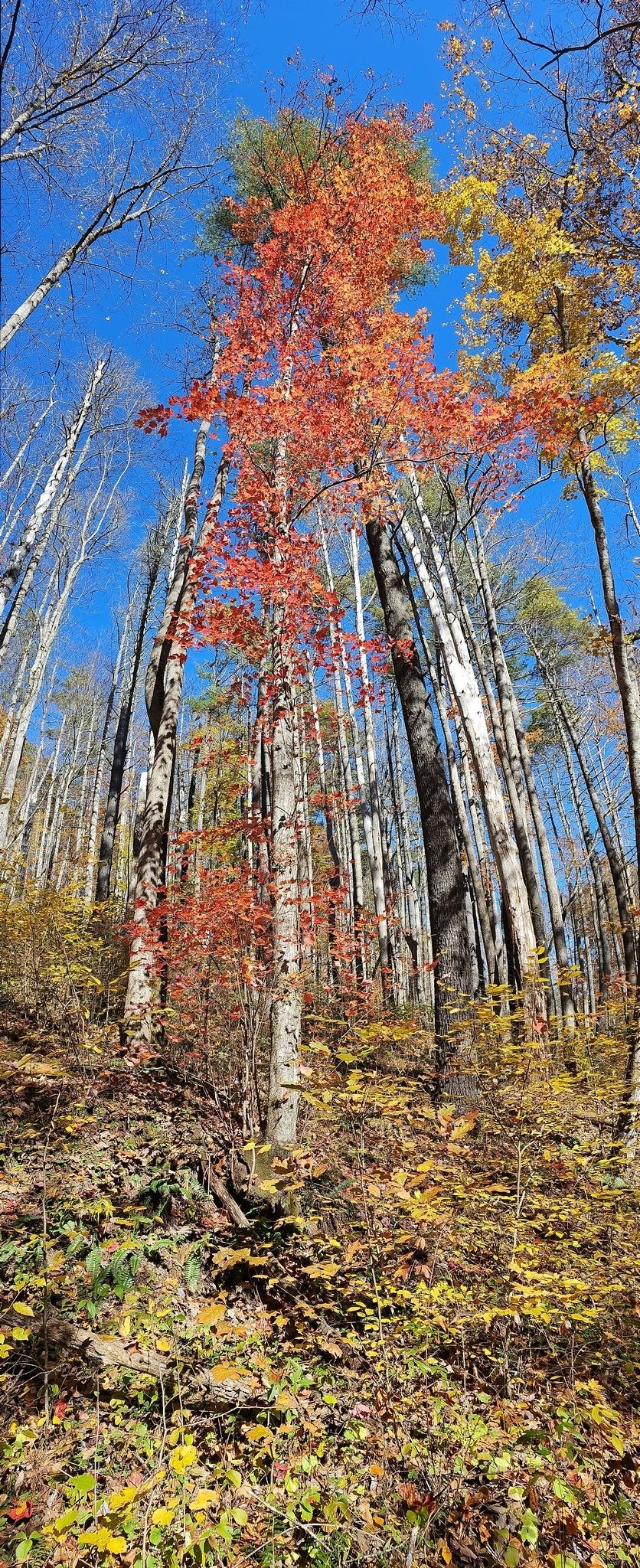 This beautiful fall-colored tree seemed to stand out among the rest.
