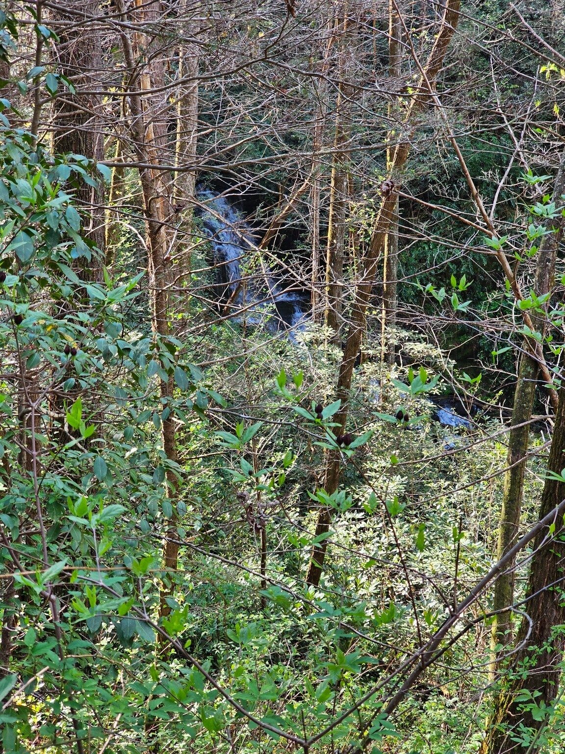 We pass by Camp Creek Falls, but there doesn't seem to be a safe way to get to it . . . too bad.