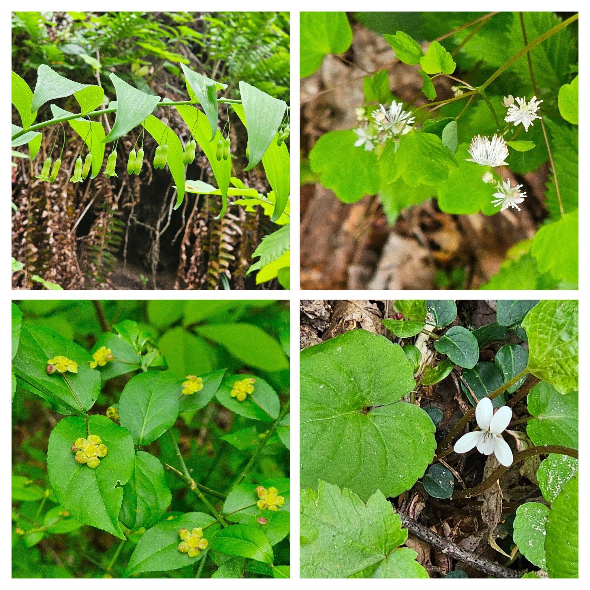 From 10 o'clock clockwise: Solomon Seal; Mountain Meadowrue; Woodland-white violet; Heart’s a burstin