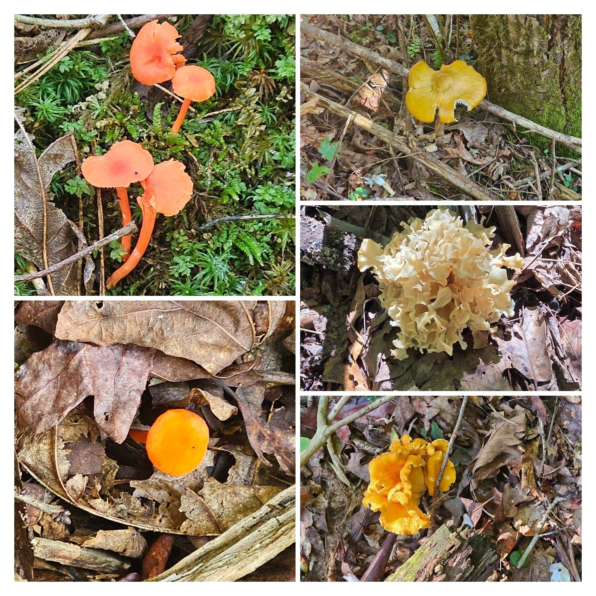 We did see quite a bit of colorful fungi as we trekked along. Right center photo by Jane Voss.