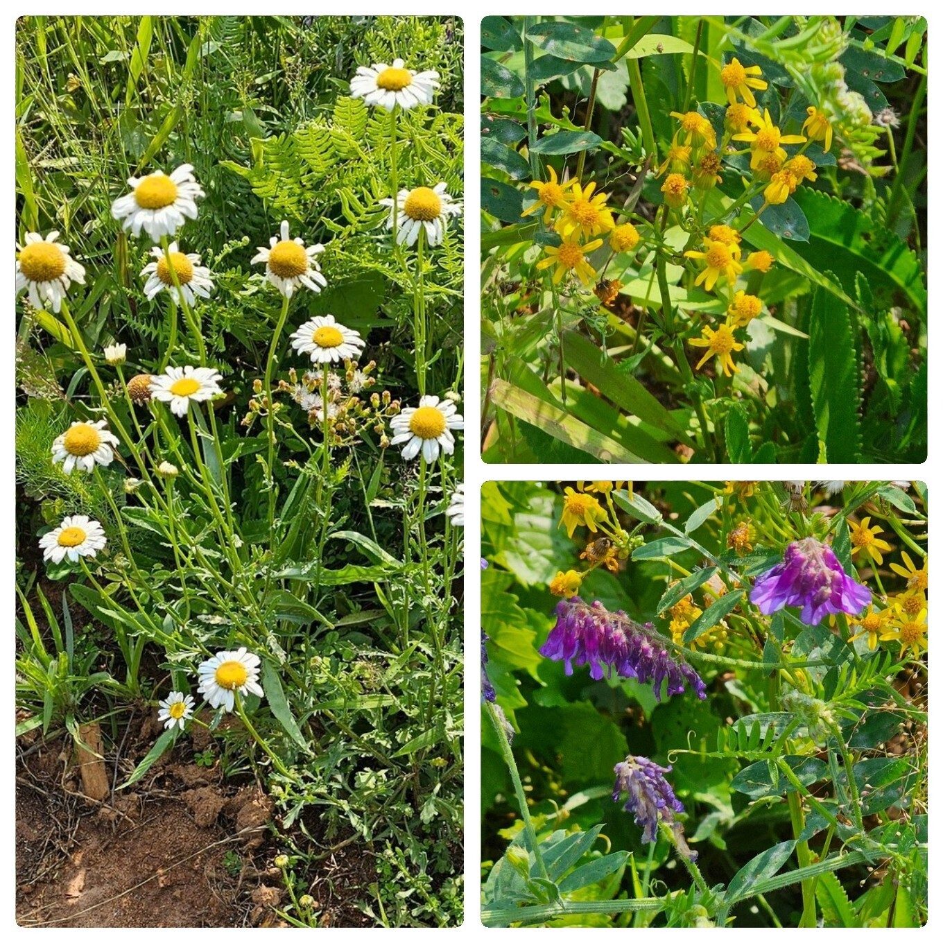 On our way to the Pigeon Mtn. Trail we passed by this field of wildflowers assumed to have been planted as a cover crop and to attract bees.