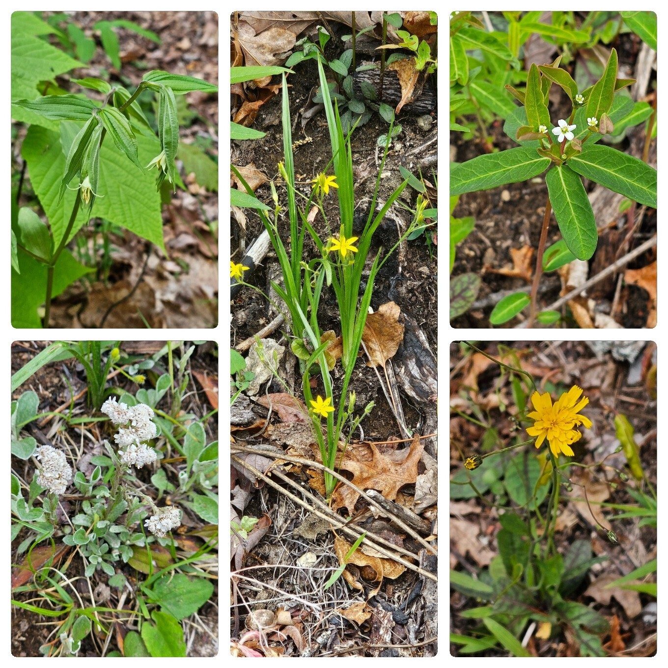 More wildflowers!! From center going clockwise: Yellow star grass, Flowering spurge, Rattlesnake weed, Pussytoes, Hairy mandarin.
