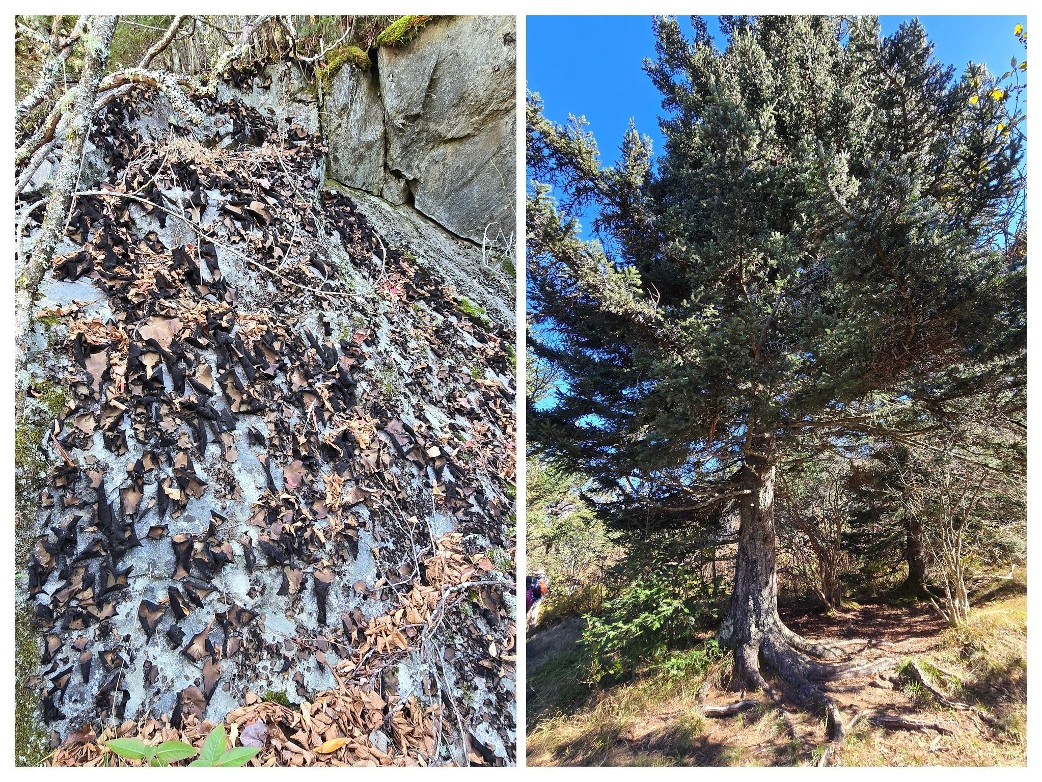 Jane fancied this Rock Tripe (L) and gnarly Fraser fir (R) on our way to Sam Knob. Photos by Jane Voss.