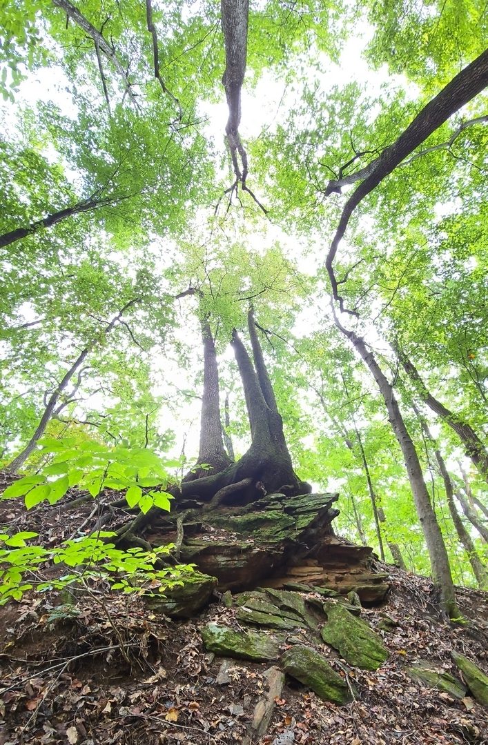Another vertical panoramic photo of a unique tree formation atop a large rock pile.