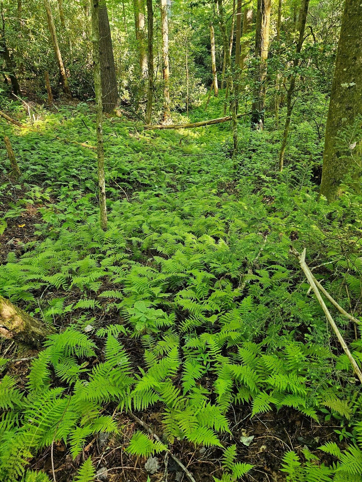 Nice masses of ferns were a common sight.