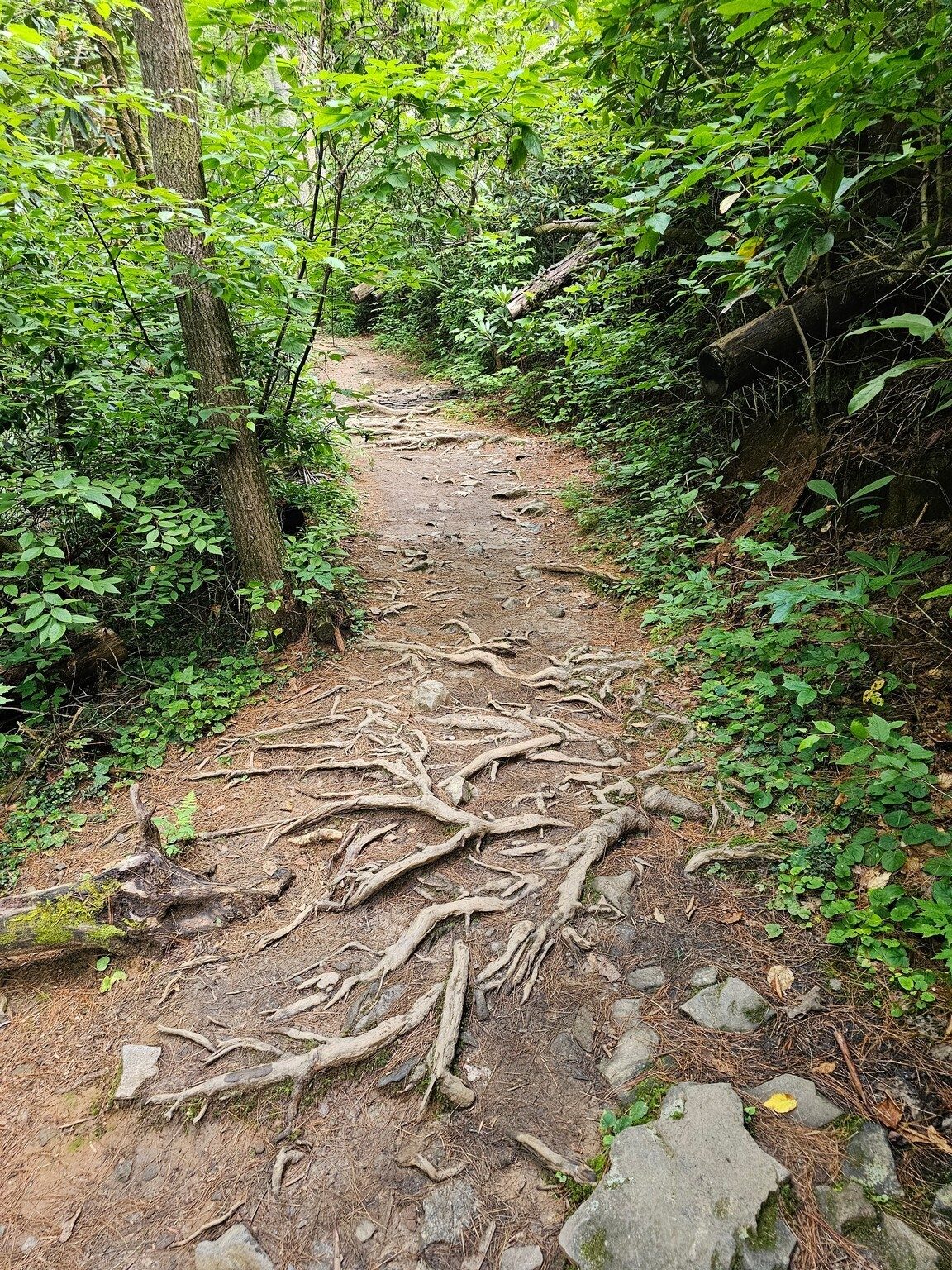 And the trail was a bit rooty in places.