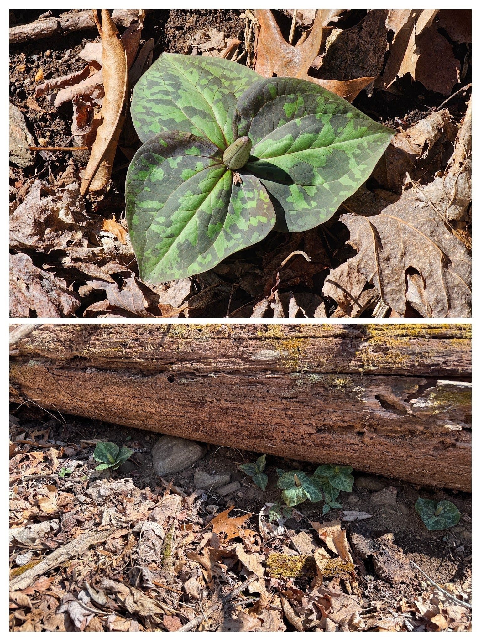 We spot these almost blooming Trillium along a sunny section of the lower trail.  Bottom photo by Gregg Nuessly.