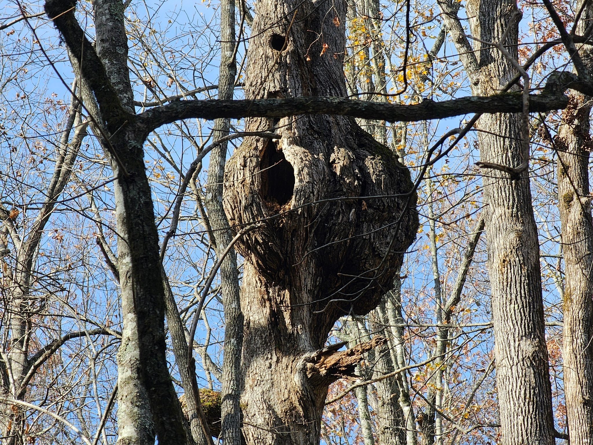 A massive gall in a tree on the way back.  Looks like some critters have made a nice home there too.