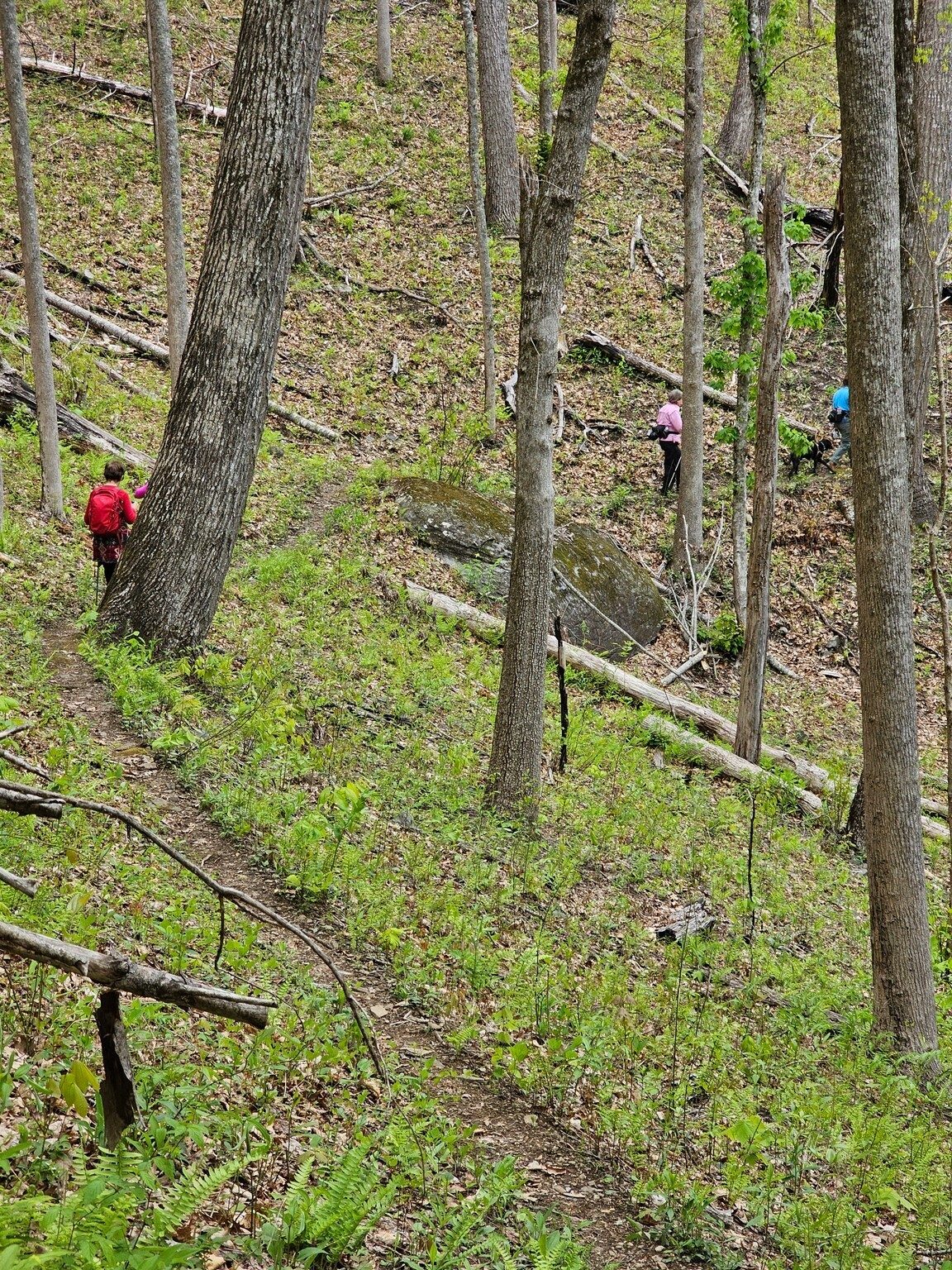 The last section of the Park Ridge Trail is primarily a narrow ledge through a formerly controlled burn area.