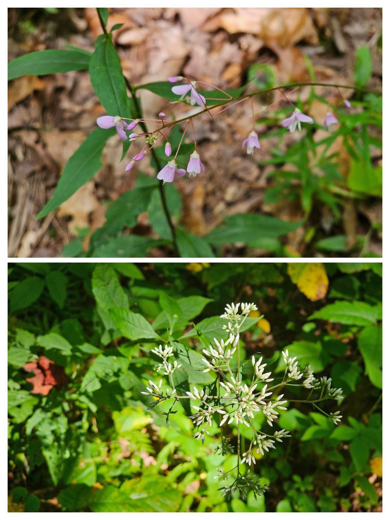We had to settle for this Beggar-Lice and Joe Pye Weed blooms today.