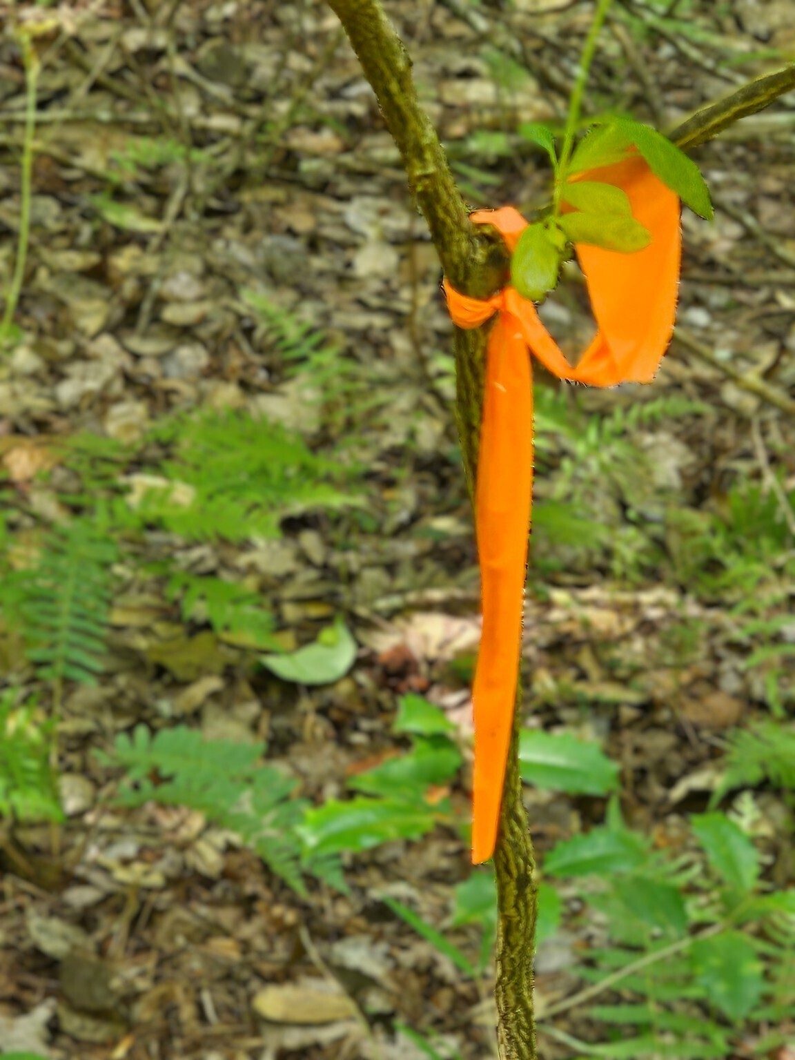 These flags were found getting closer to Homestead Falls which helped route us around blowdowns.