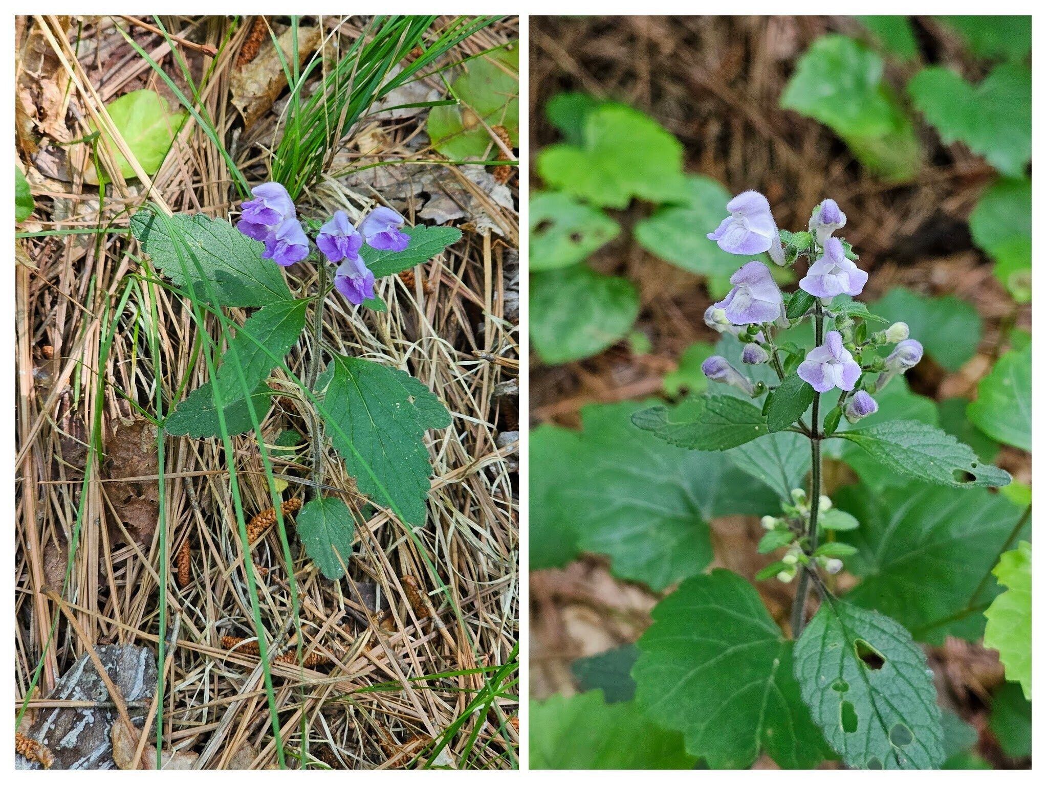A surprise find on our way back . . . Heartleaved skullcap.