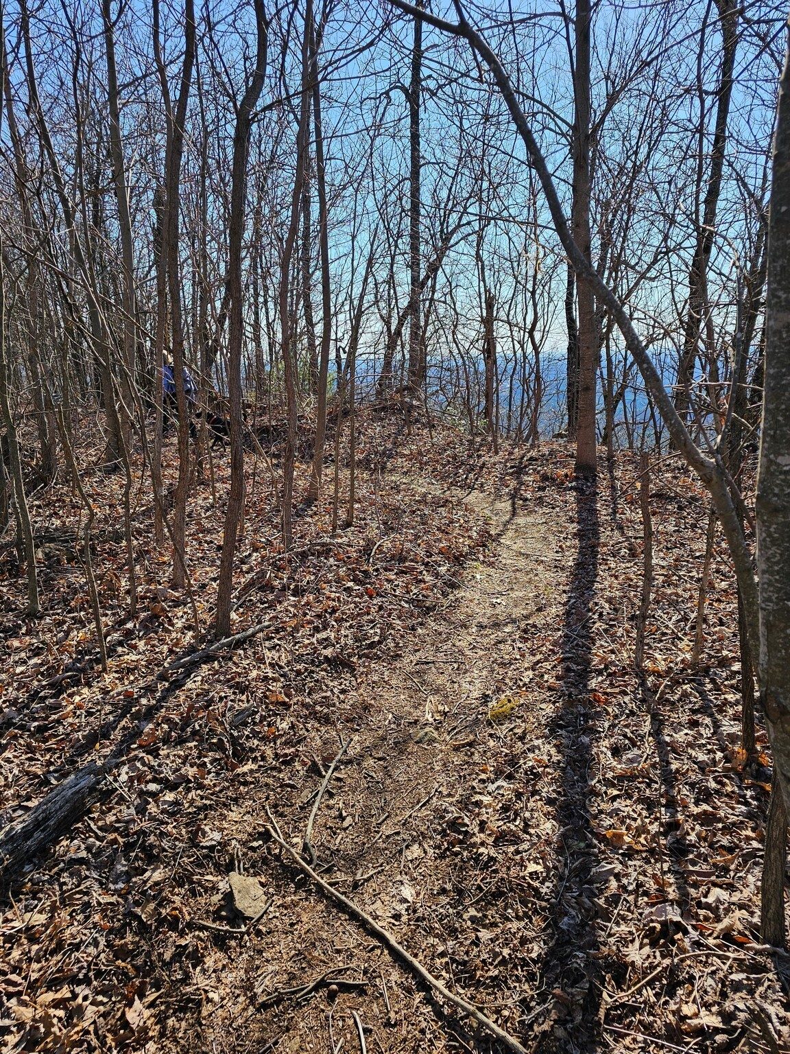 We were relieved to find the continuation of the Glassy Mtn Trail just east of the fire tower.  Nice condition, too.
