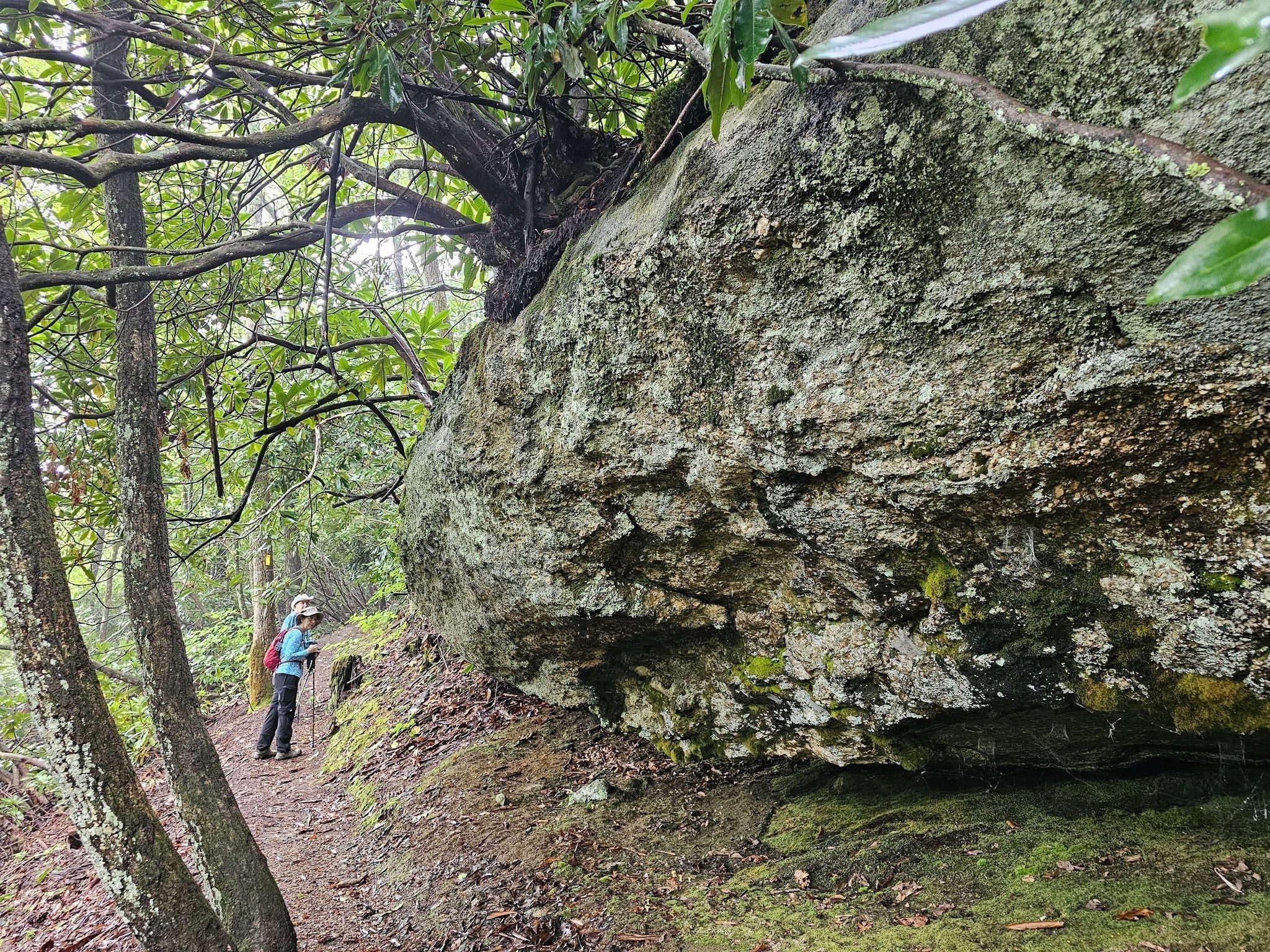 A very interesting massive rock formation along the trail with an interesting tree growing on top of it.
