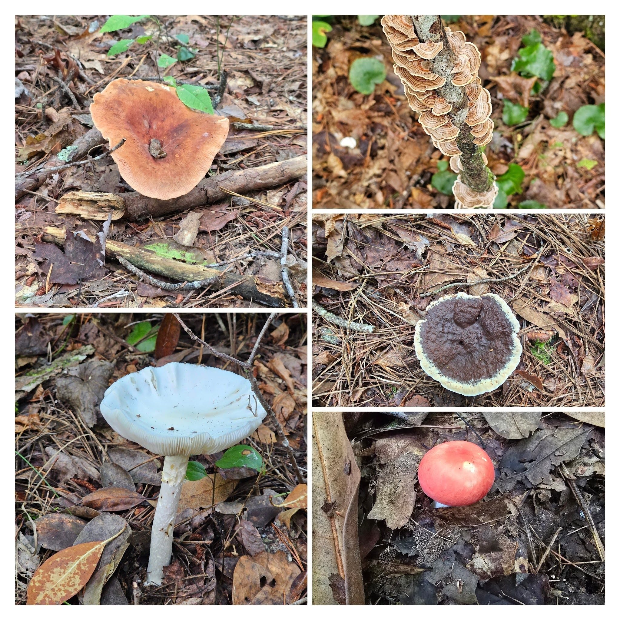 The recent rains have supported the growth of a variety of fungi.