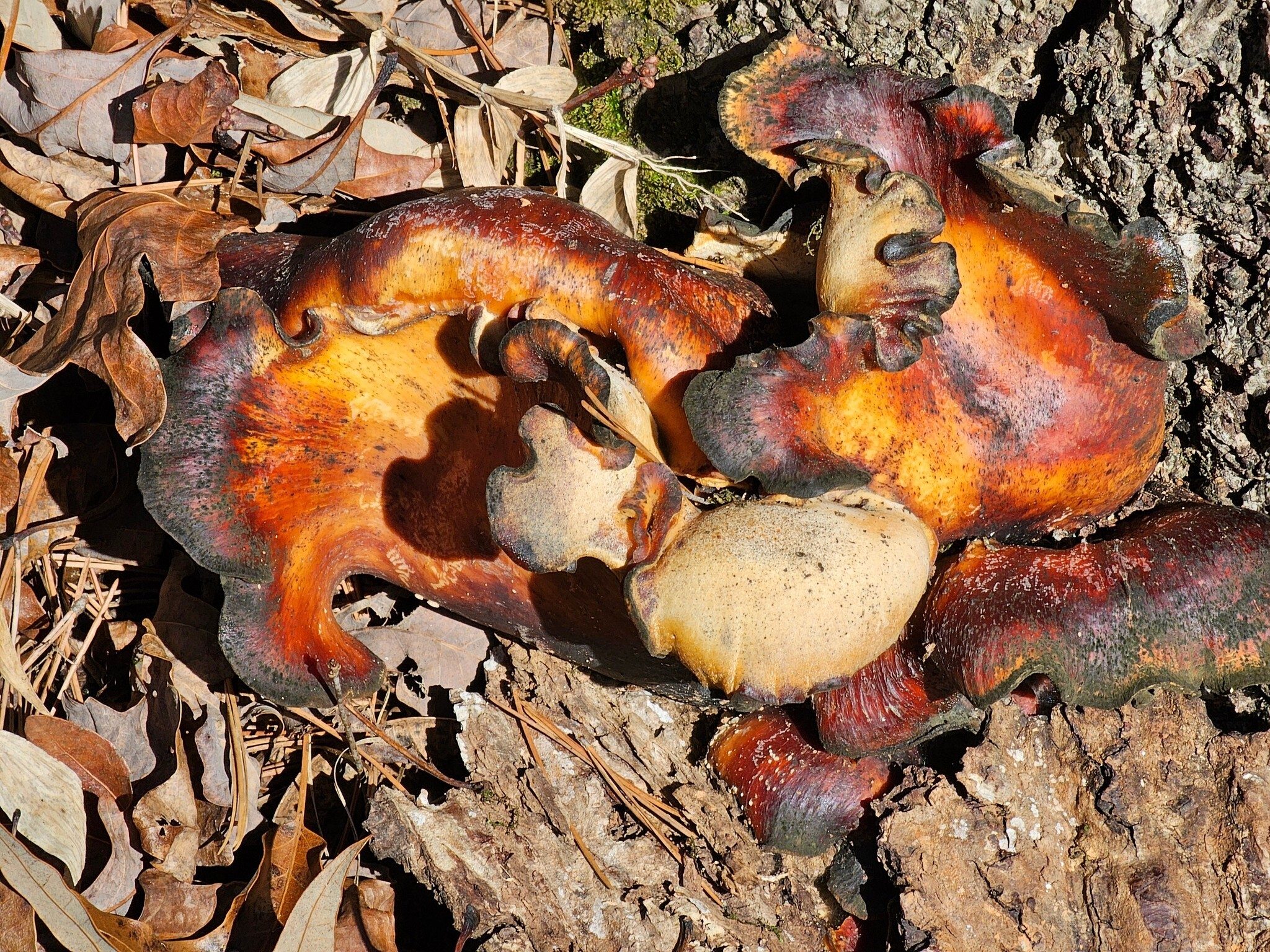 The only fungus of the day.