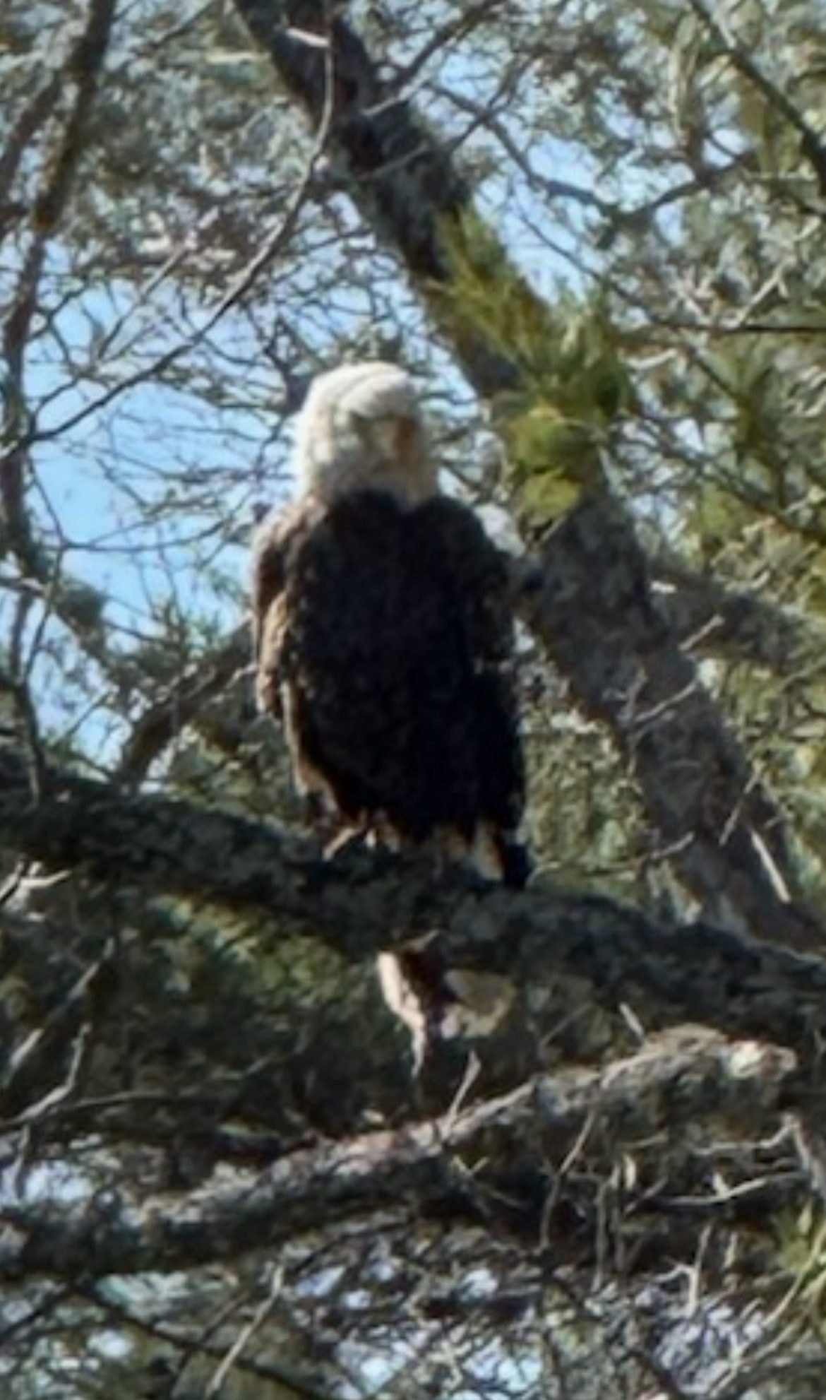Doris Richardson caught the best photo of the day of one of the eagles keeping any eye on us.