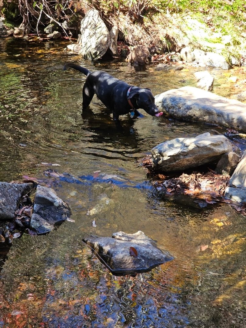 Toby taking a big drink in  another branch of Flat Laurel Creek.