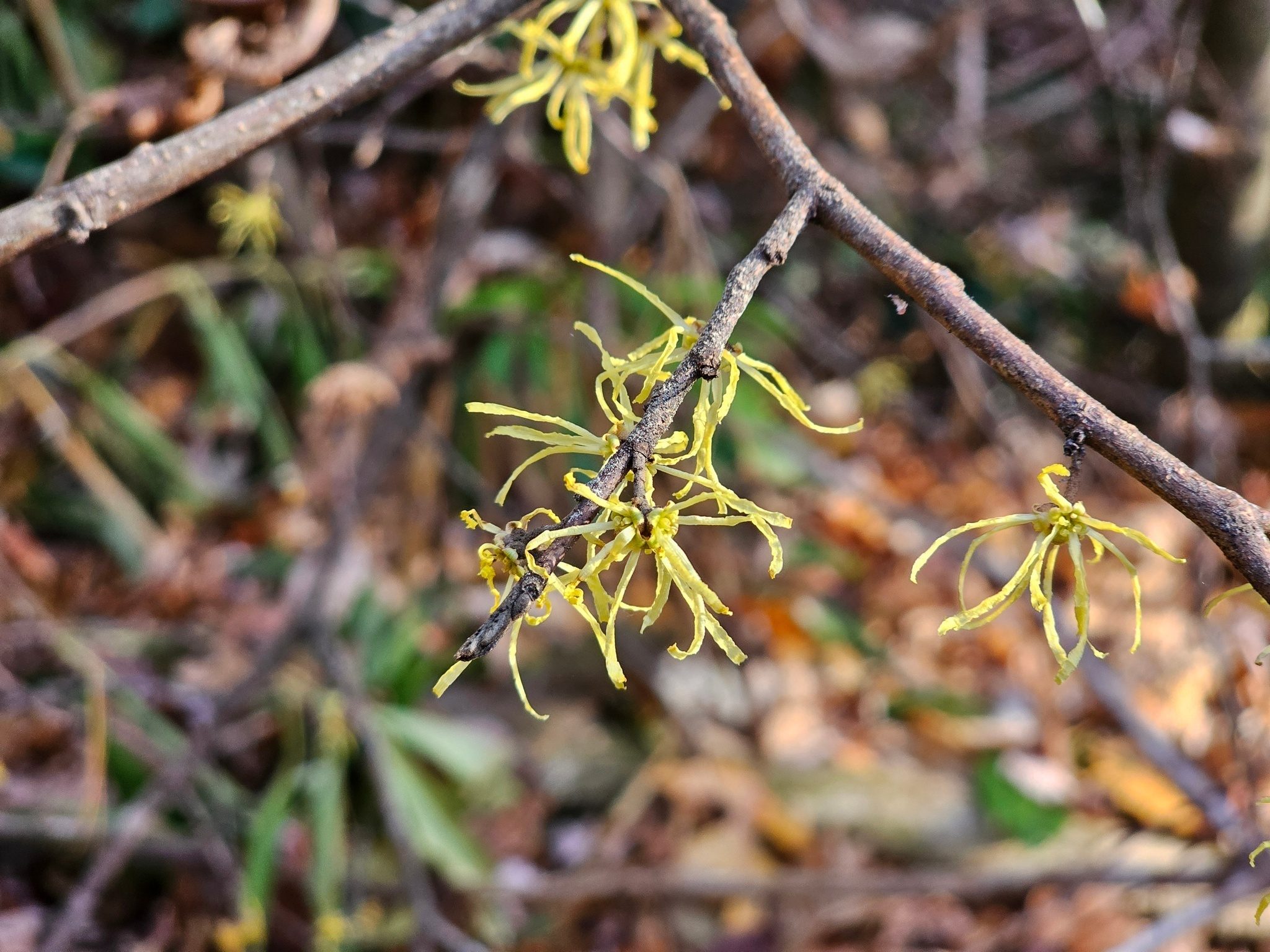 Renée spotted this Witch-hazel bush early in the hike, the only wildflower of significance seen today.