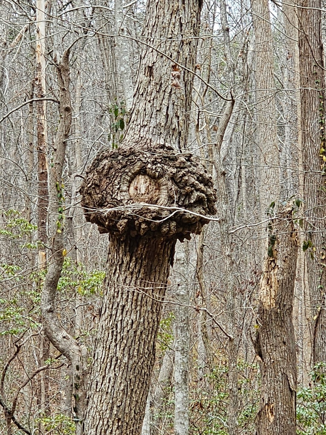 These galls are always an eye-catcher.