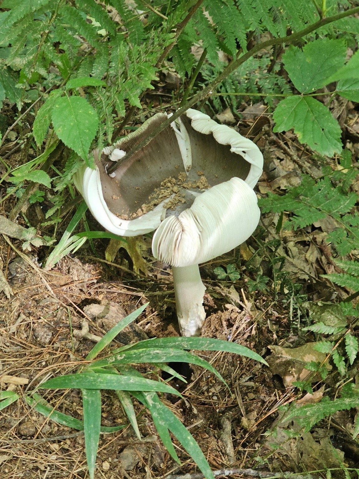 This large mushroom surprised many since we didn't see it on our way down to the falls.
