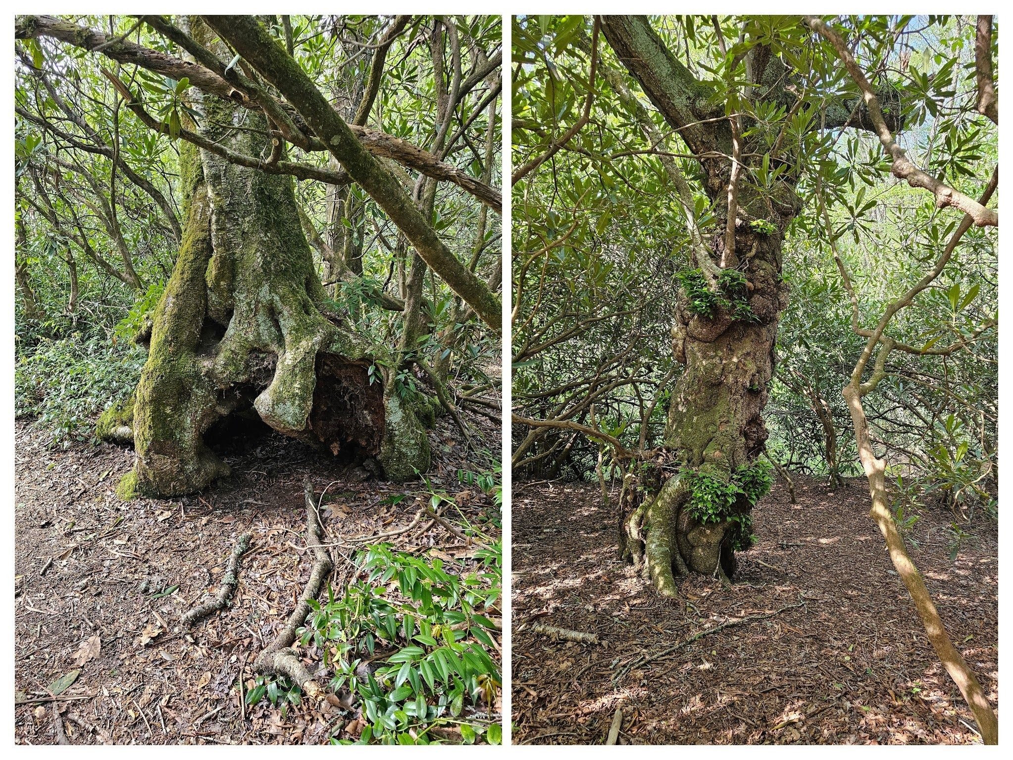 More living and very unique trees along the loop access trail.