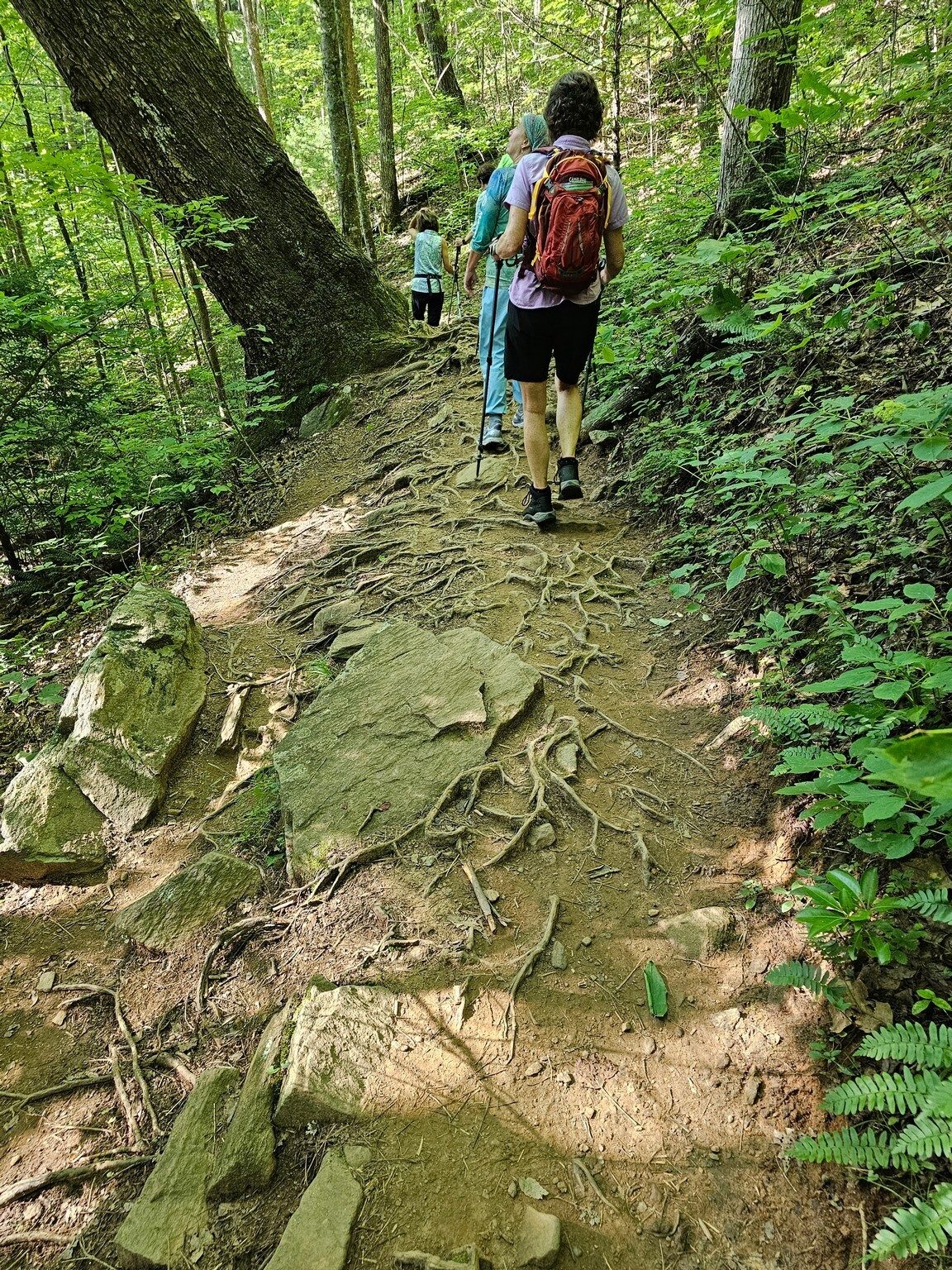 Then it becomes quite rooty in many sections requiring care in one's footing.