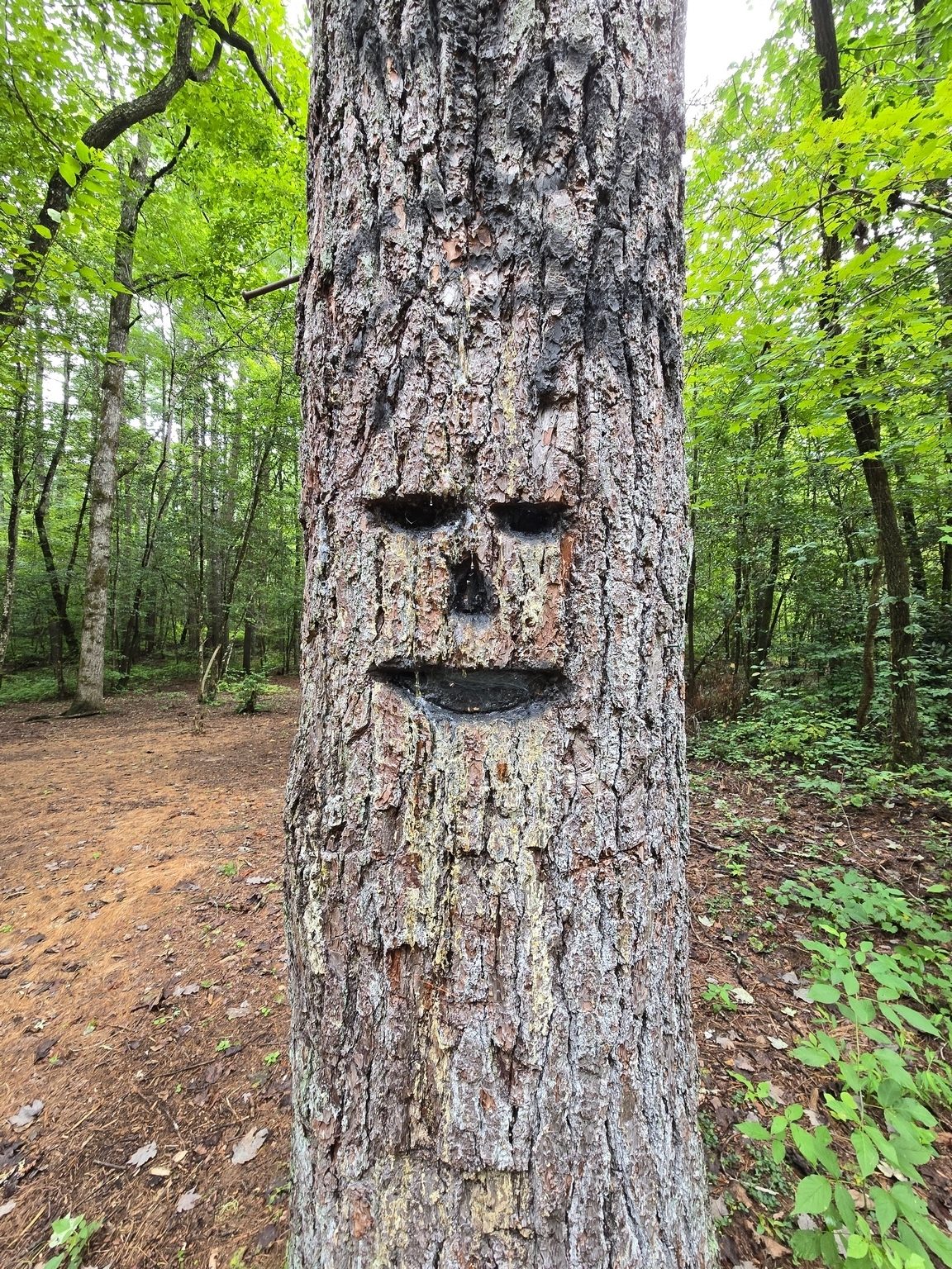 While a curious carving in this tree in the campground near the trailhead, this is not a good idea.  Photo by Jane Voss.