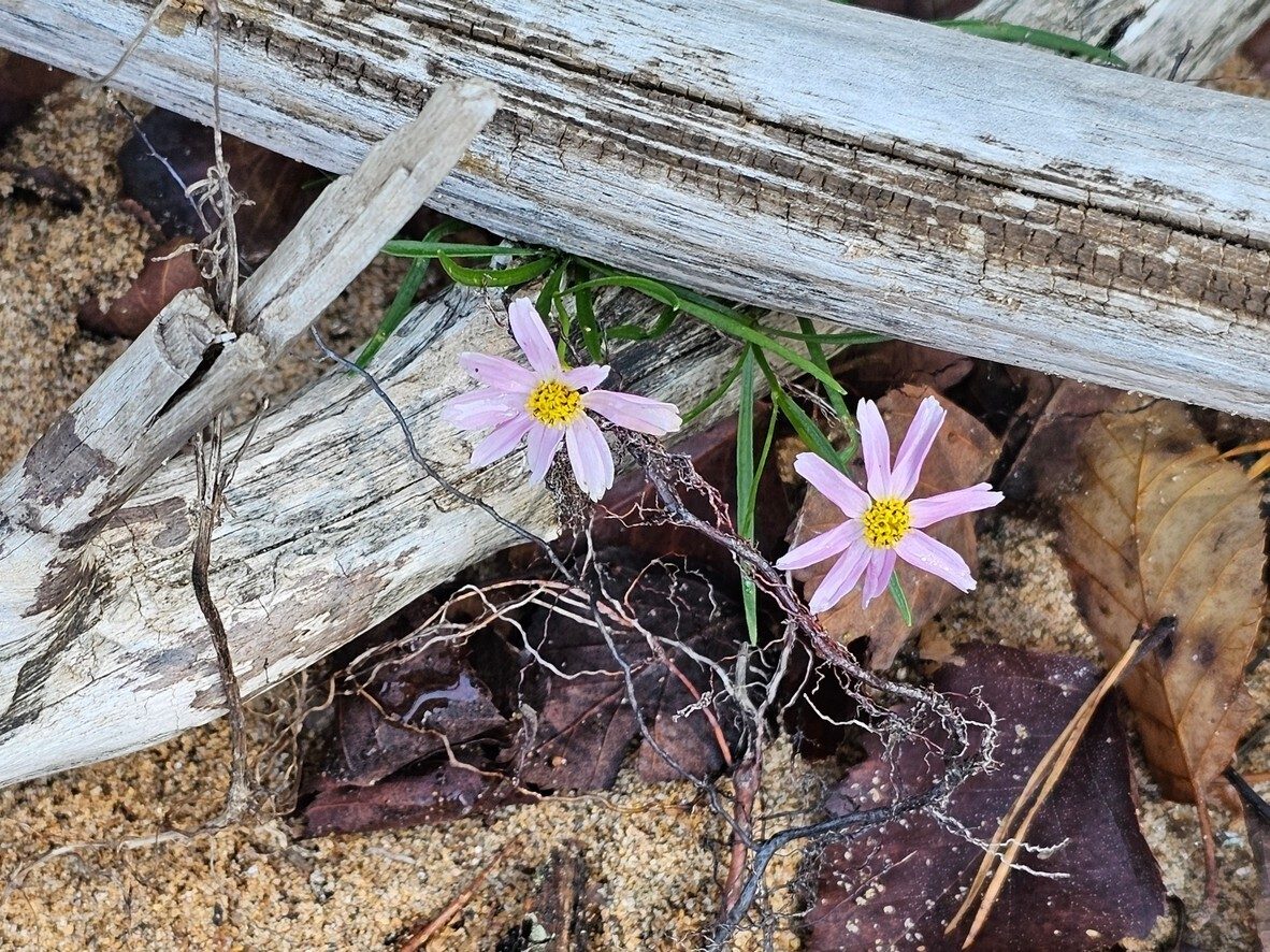 This Pink Tickseed Coreopsis growing out from under some driftwood at our lunch spot was a surprise.