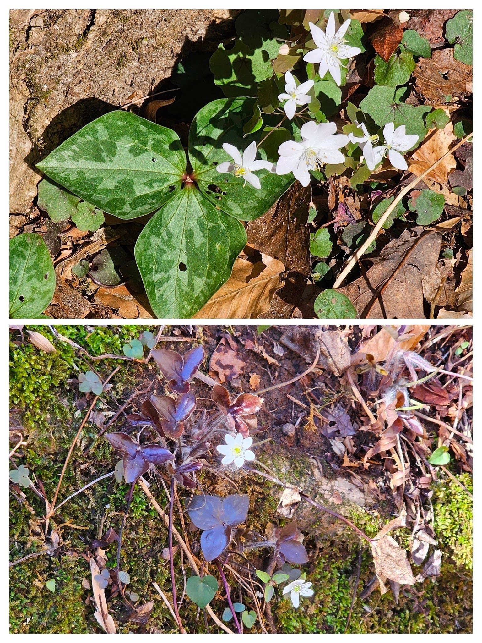 Two variations of Hepatica, one with burgundy leaves that persist through winter and newer green growth.  The leaves look similar to Trillium.
