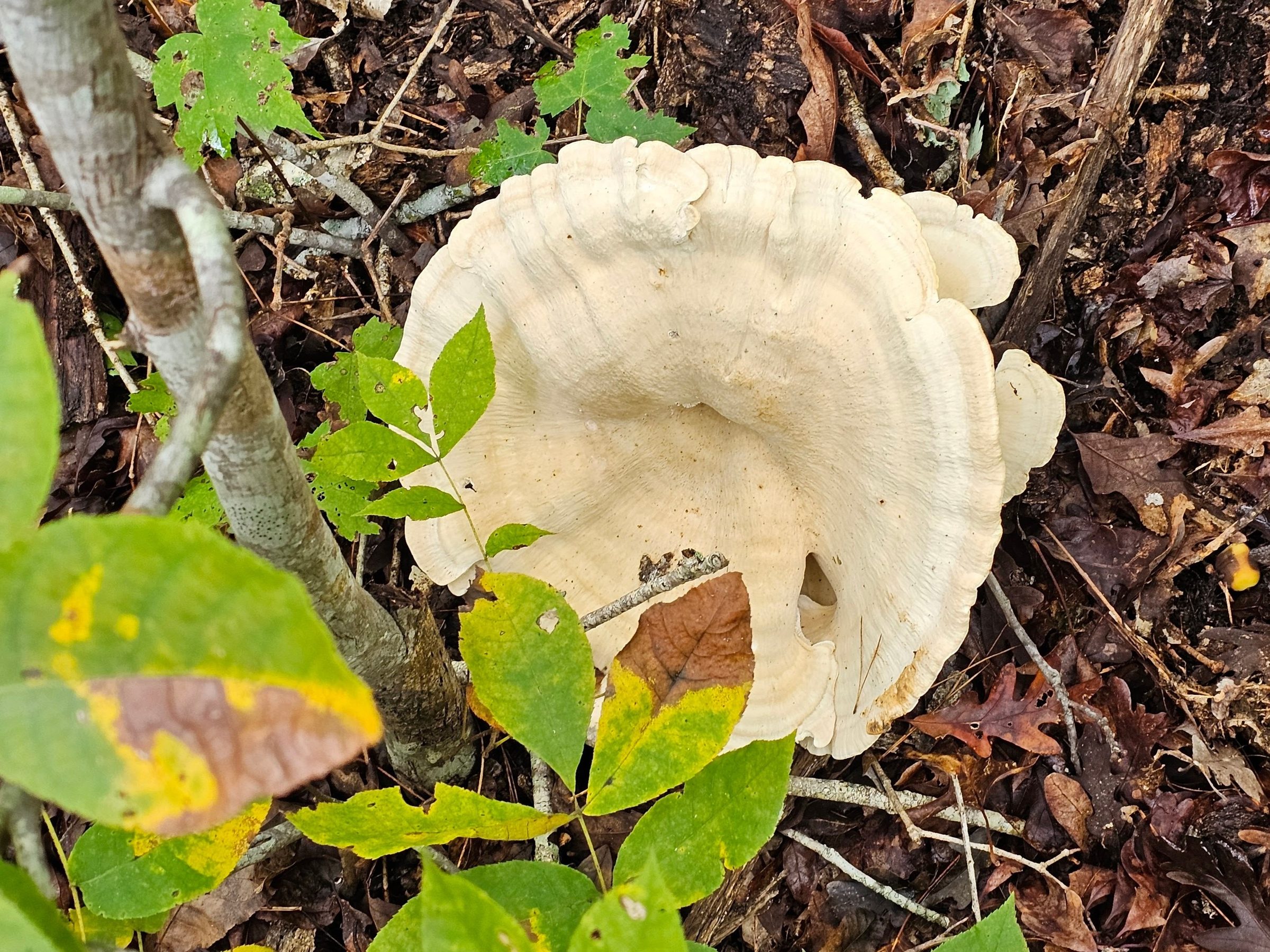 A very large, 12-15 inches) mushroom just off the trail.