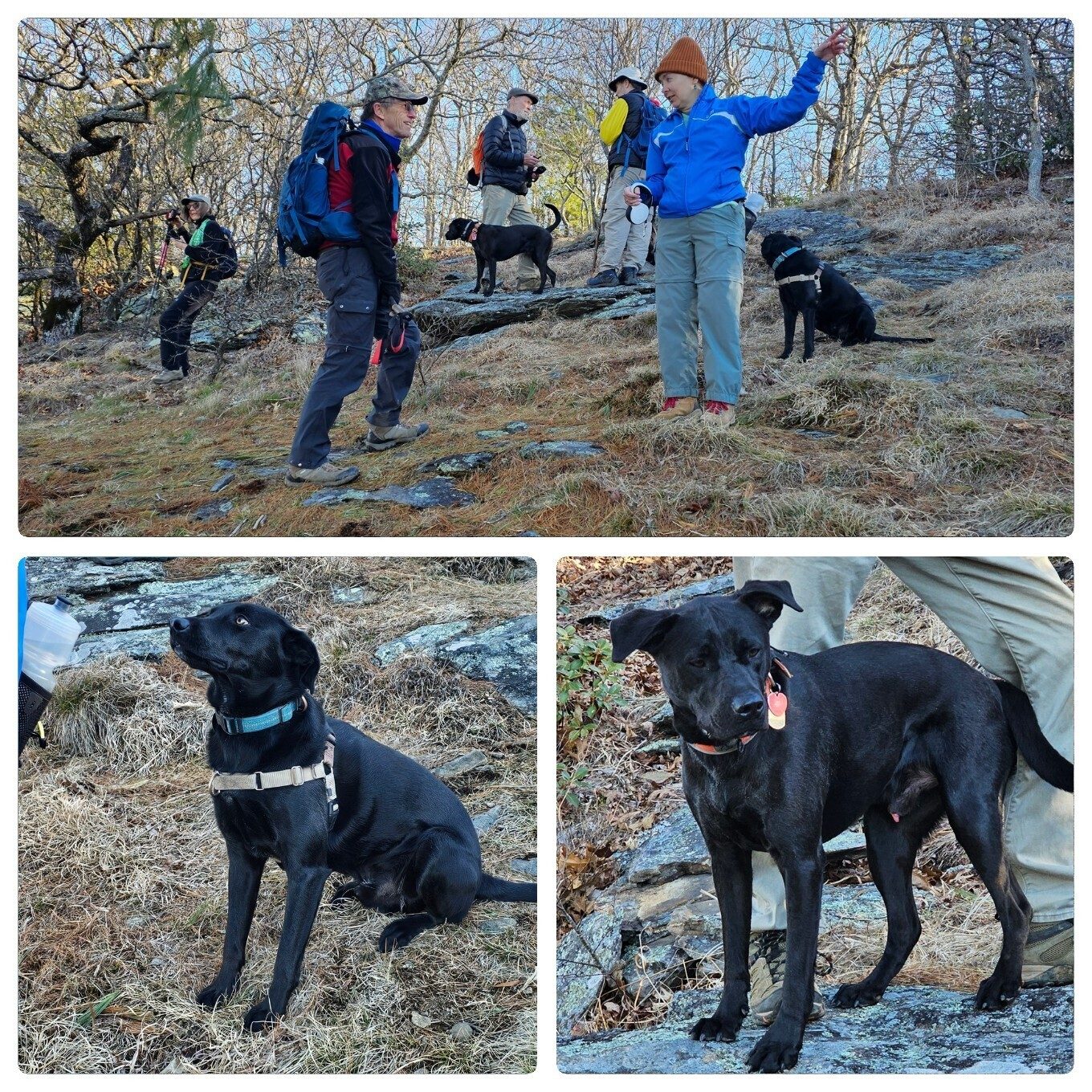 Hanging around a viewpoint from Wildcat Mtn.  Looks like both Tobys  are anxious to get going..