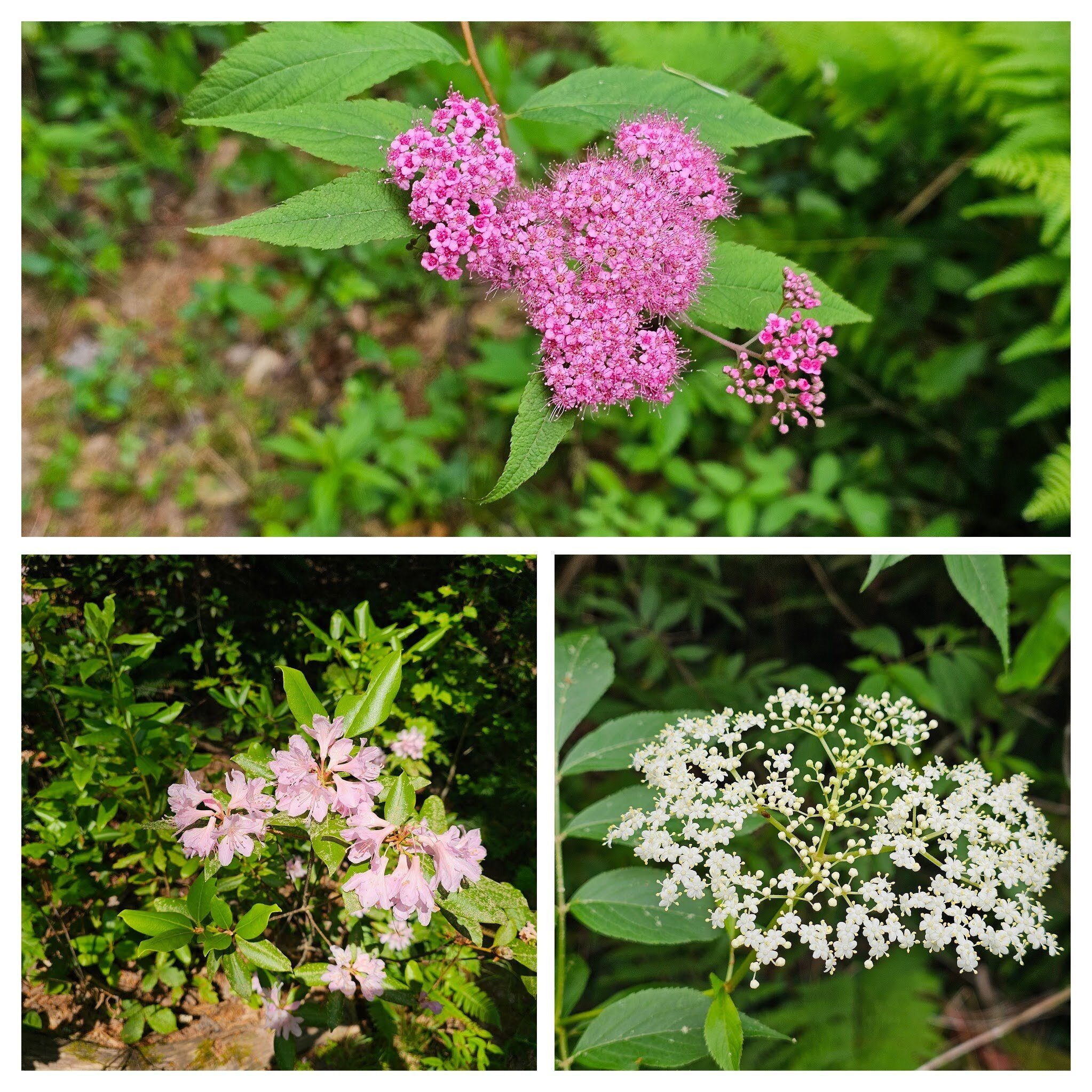 FS 2 also had some nice wildflowers, too.  Top: Japanese spireae; Bottom right: Common elderberry; Bottom left: Piedmont rhododendron.