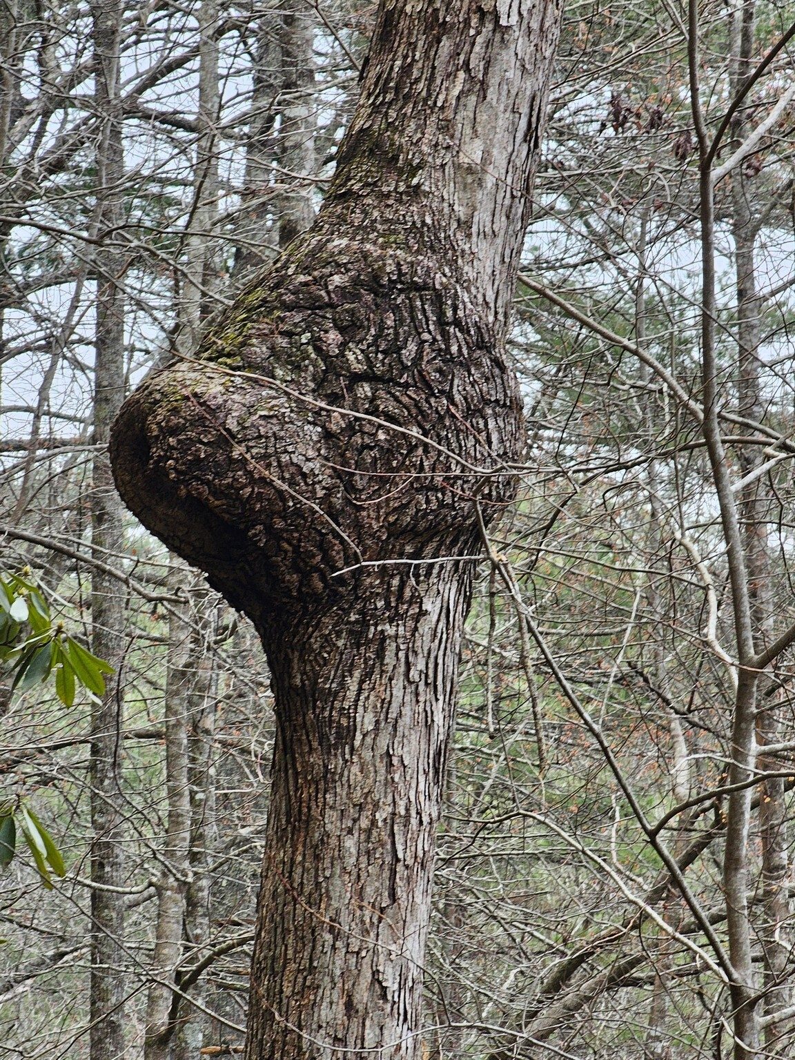 These galls are always a curious sight.