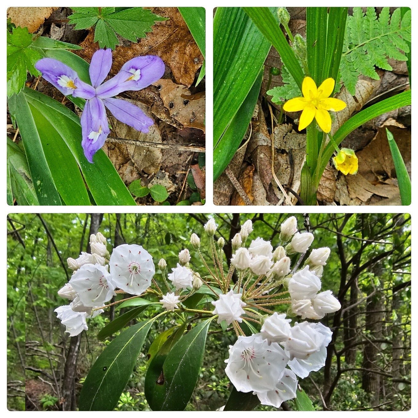 More wildflowers along the Foothills Trail: Dwarf crested iris; Yellow star grass; Mountain laurel.