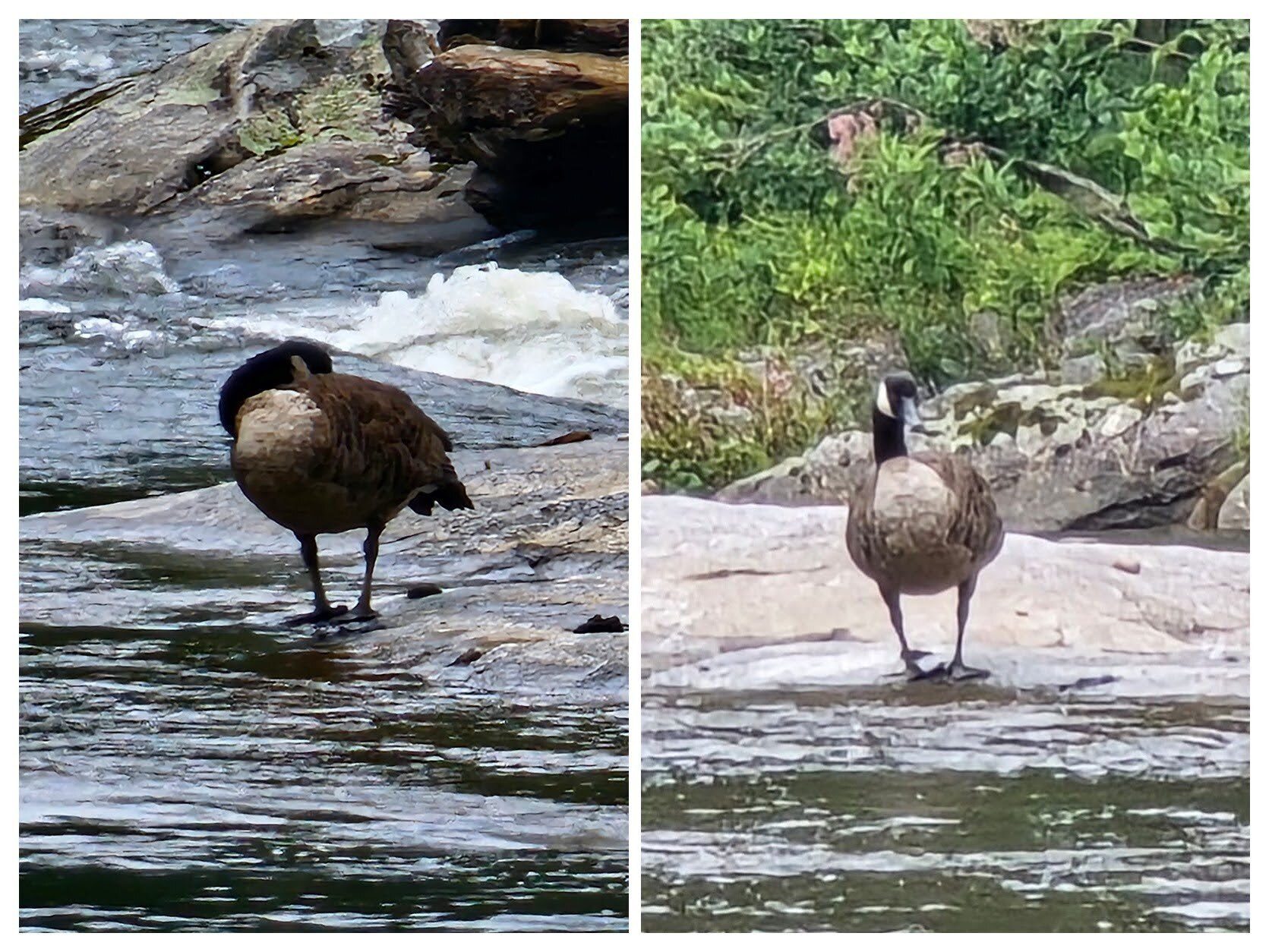 A solitary visiting Canadian Goose on the Chattooga.  Photo by Jane Voss
