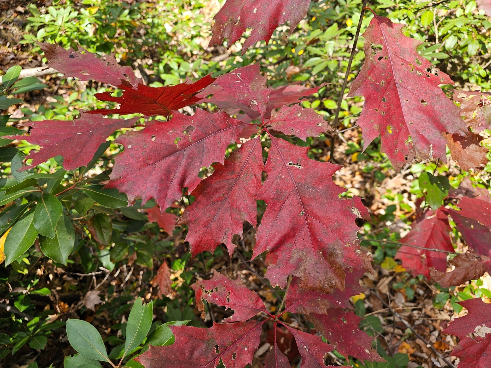 While a very small tree, this Northern Red Oak had gigantic red leaves.